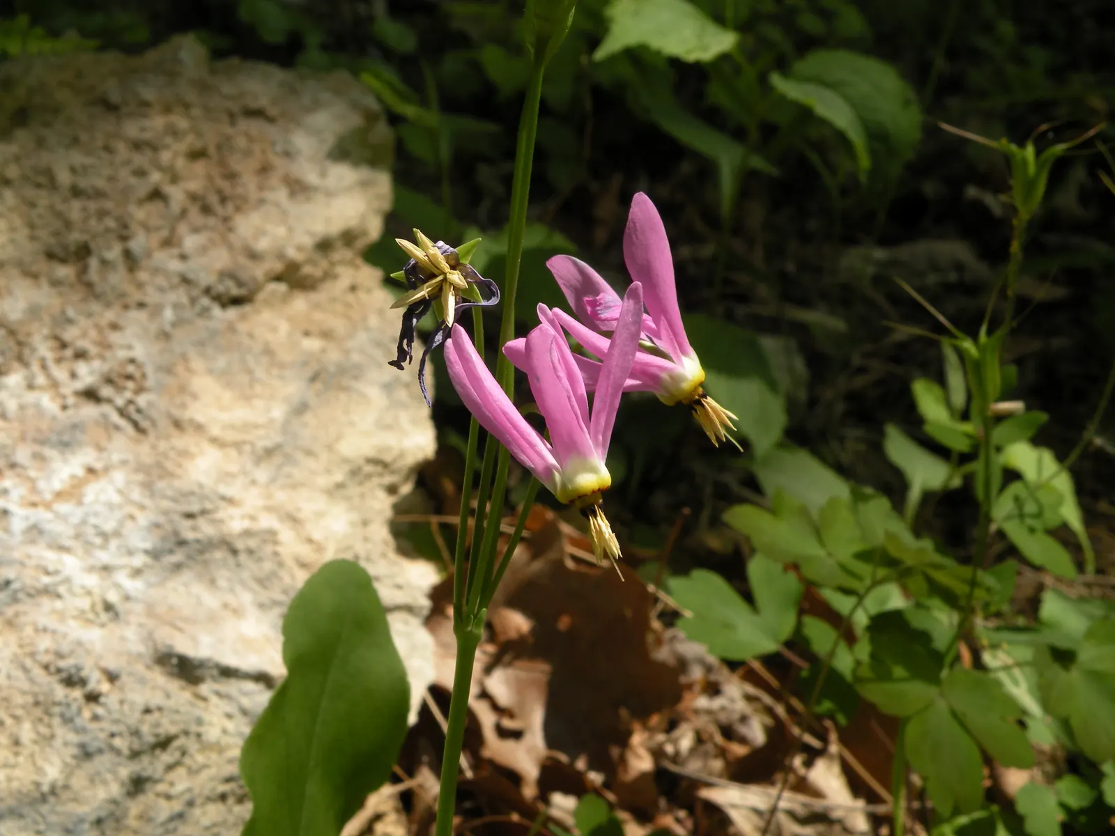 Shooting Star (Dodecatheon Meadia) — The blossoms are quite distinctive, with five reflexed petals that sweep backward, resembling a comet's tail