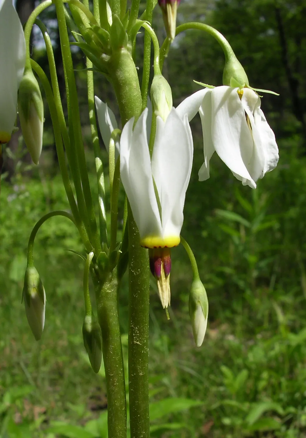 Shooting Star (Dodecatheon Meadia) — Ideal for woodland gardens, it's a pollinator magnet and goes dormant by midsummer, image 59