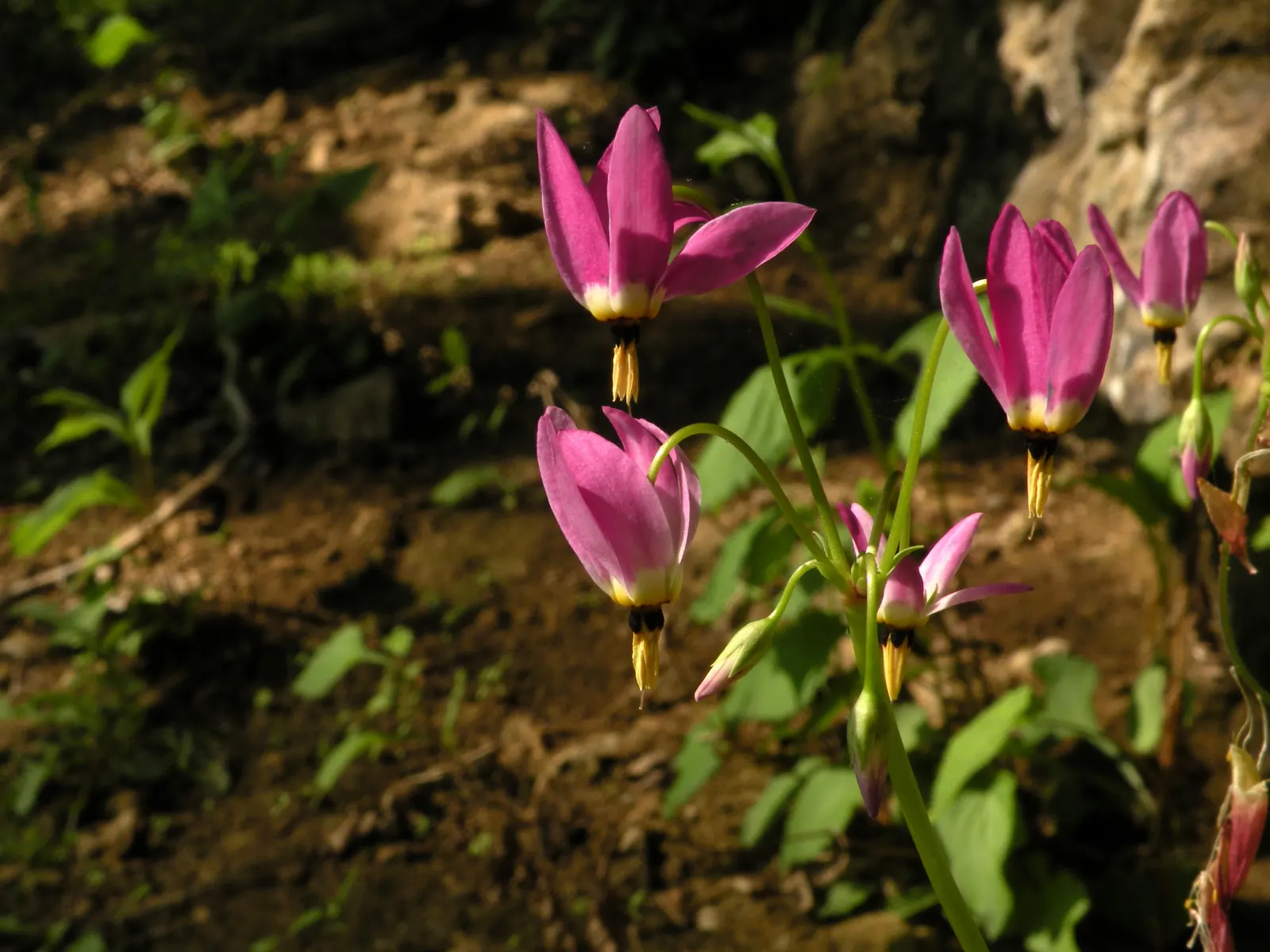 Shooting Star (Dodecatheon Meadia) — The foliage is basal and lance-shaped, forming a rosette at the ground level