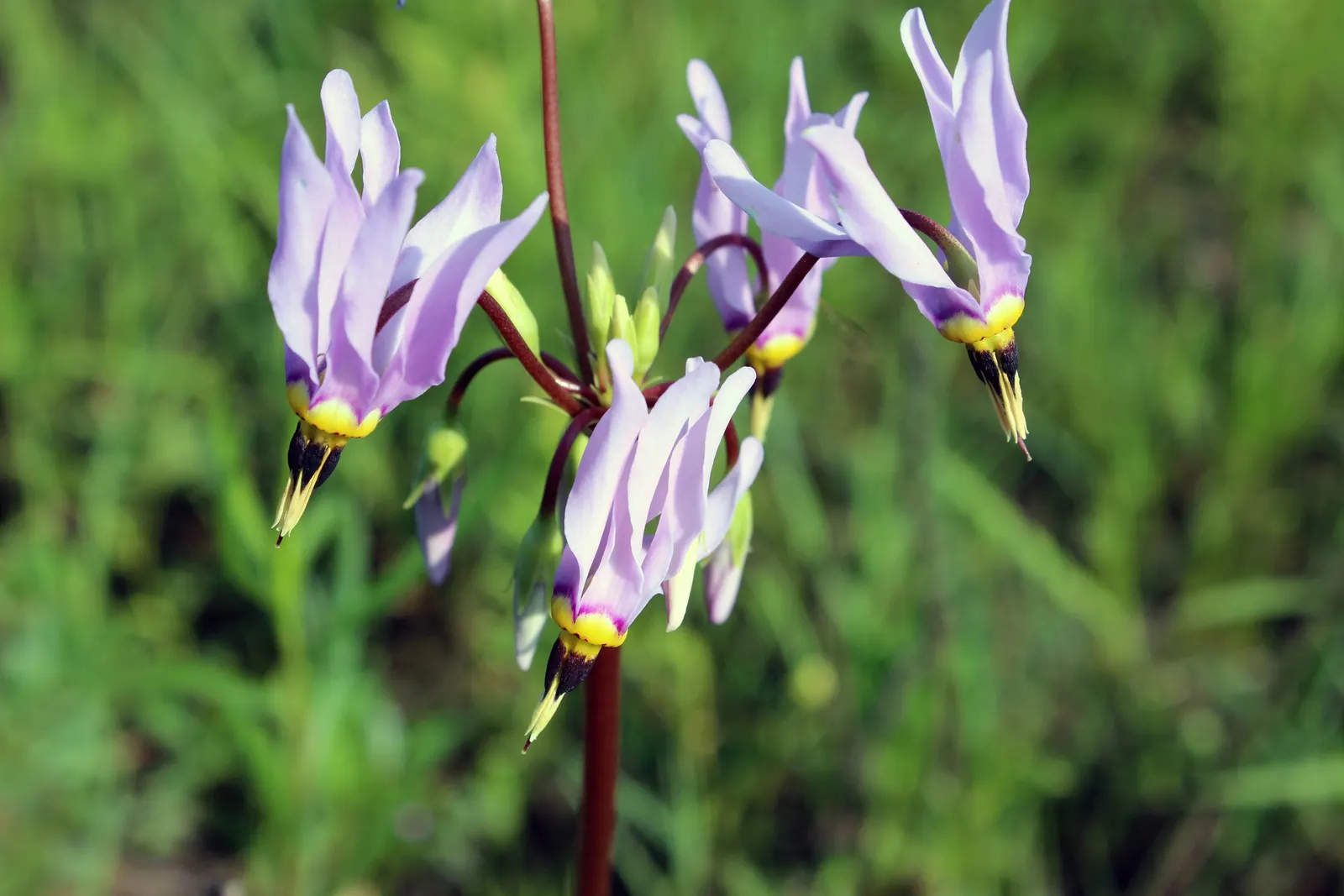 Shooting Star (Dodecatheon Meadia) — scientifically known as Dodecatheon meadia; the foliage is basal and lance-shaped, forming a rosette at the ground level