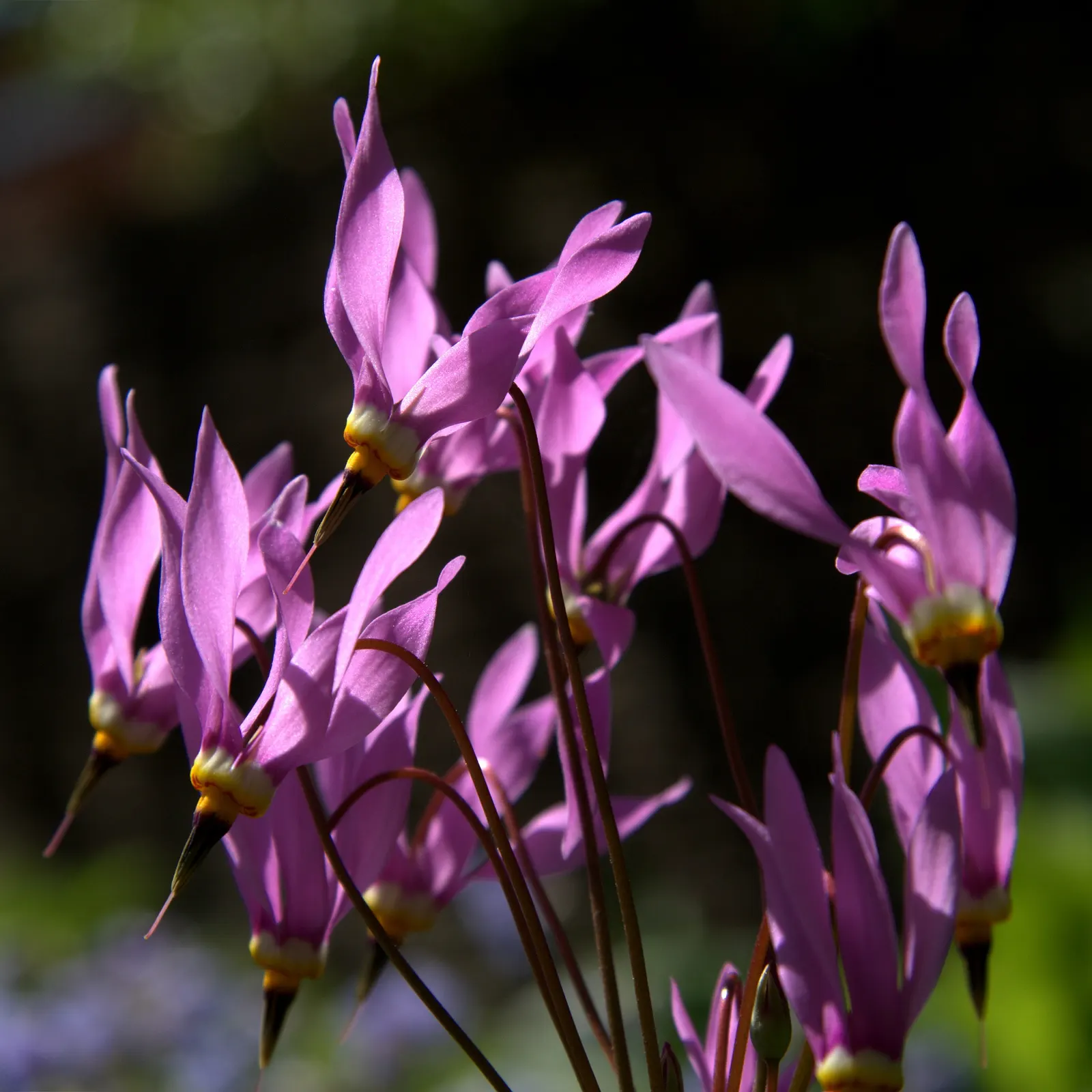 Shooting Star (Dodecatheon Meadia) — It is also an excellent choice for seasonal interest when used in borders or as part of a native plant garden, image 74