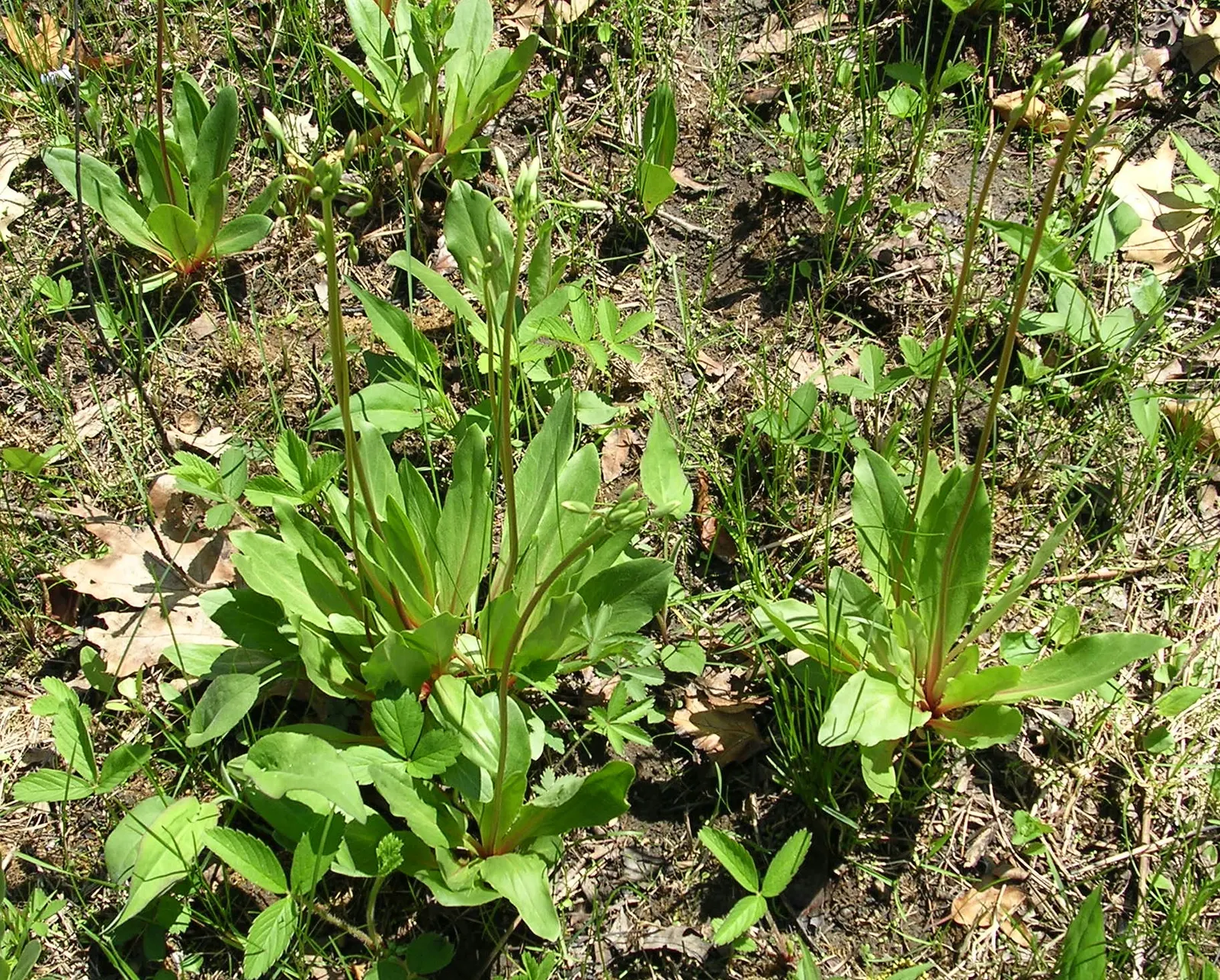 Shooting Star (Dodecatheon Meadia) — is a charming perennial featuring nodding; preferring partial shade and moist, well-drained soil, it thrives, image 82