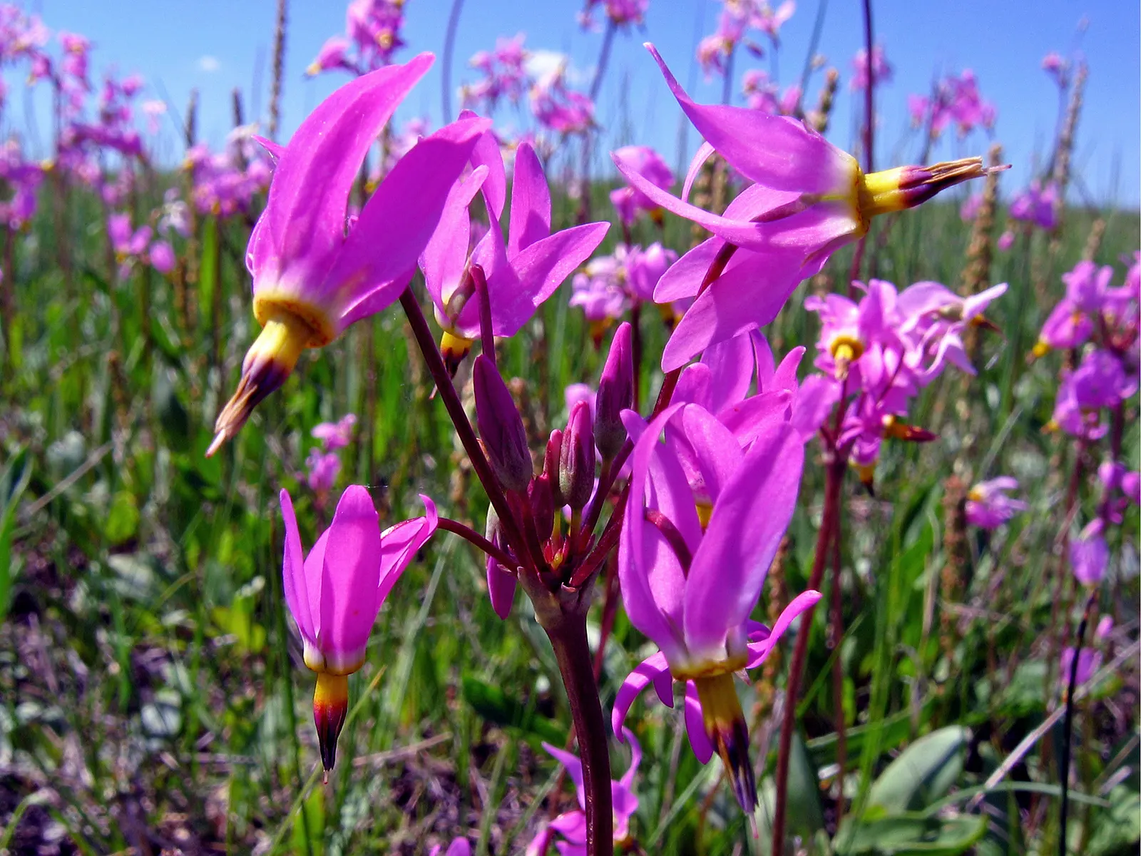 Shooting Star (Dodecatheon Meadia) — thriving in USDA Hardiness Zones 4 through 8