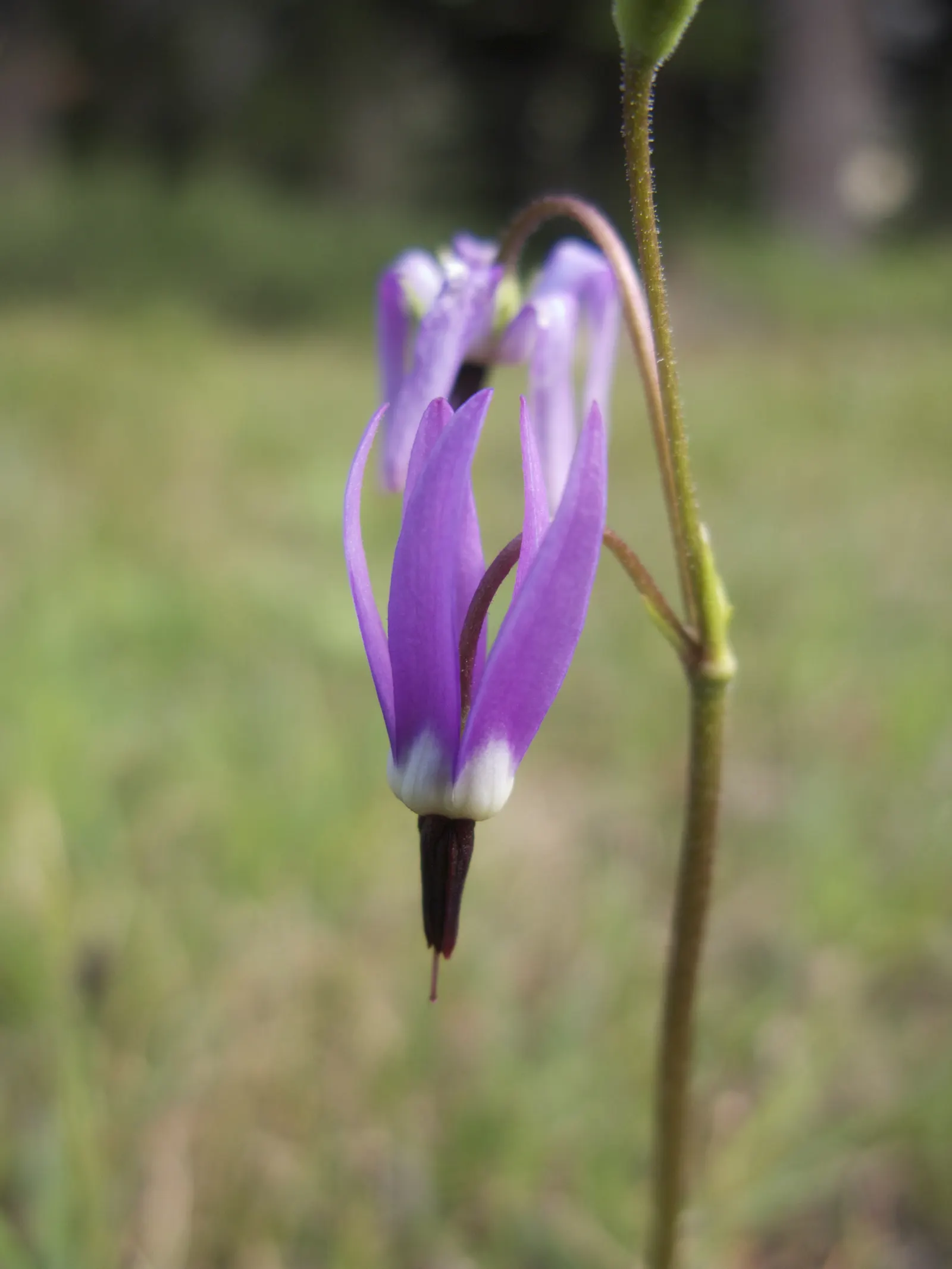 Shooting Star (Dodecatheon Meadia) — Blooming in April-May, it reaches 8-20 inches in height, with a 6-12 inch spread; the Shooting Star offers, image 84