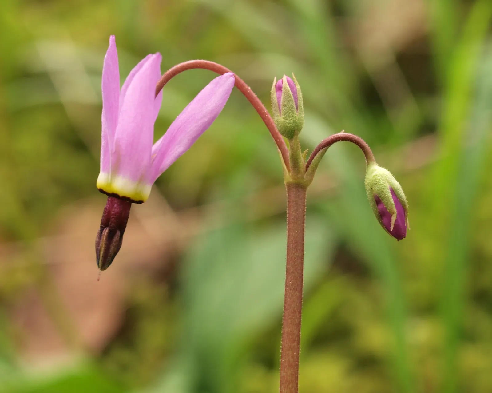 Shooting Star (Dodecatheon Meadia) — further enhancing its allure.<br><br>For the landscape designer; this plant is a North American native
