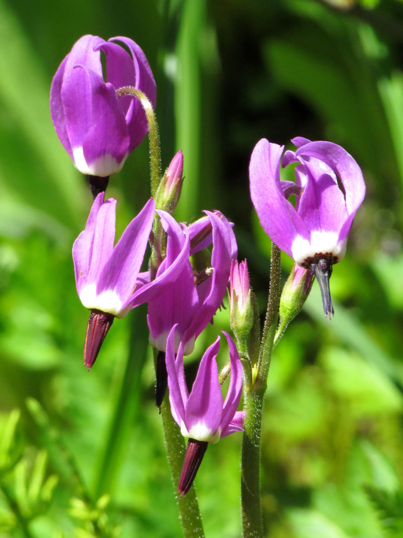 Shooting Star (Dodecatheon Meadia) — annual / perennial for half; making it a charming and eco-friendly choice for their garden, image 81