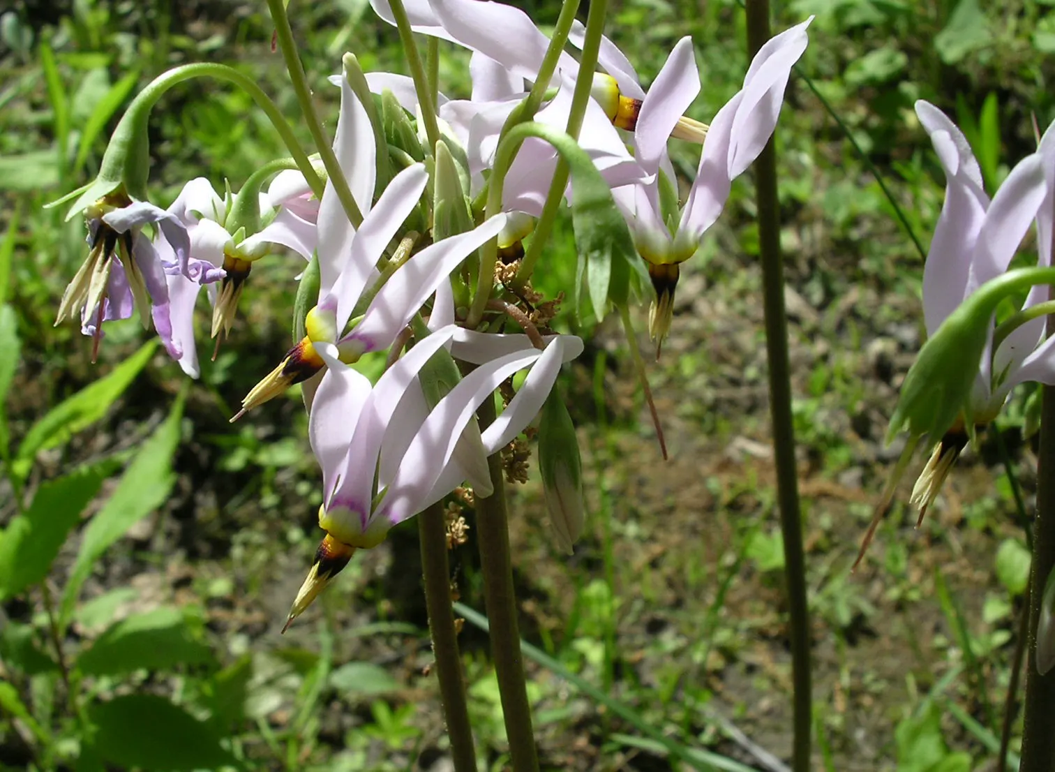Shooting Star (Dodecatheon Meadia) — The Shooting Star is a low-maintenance plant that once established, image 50