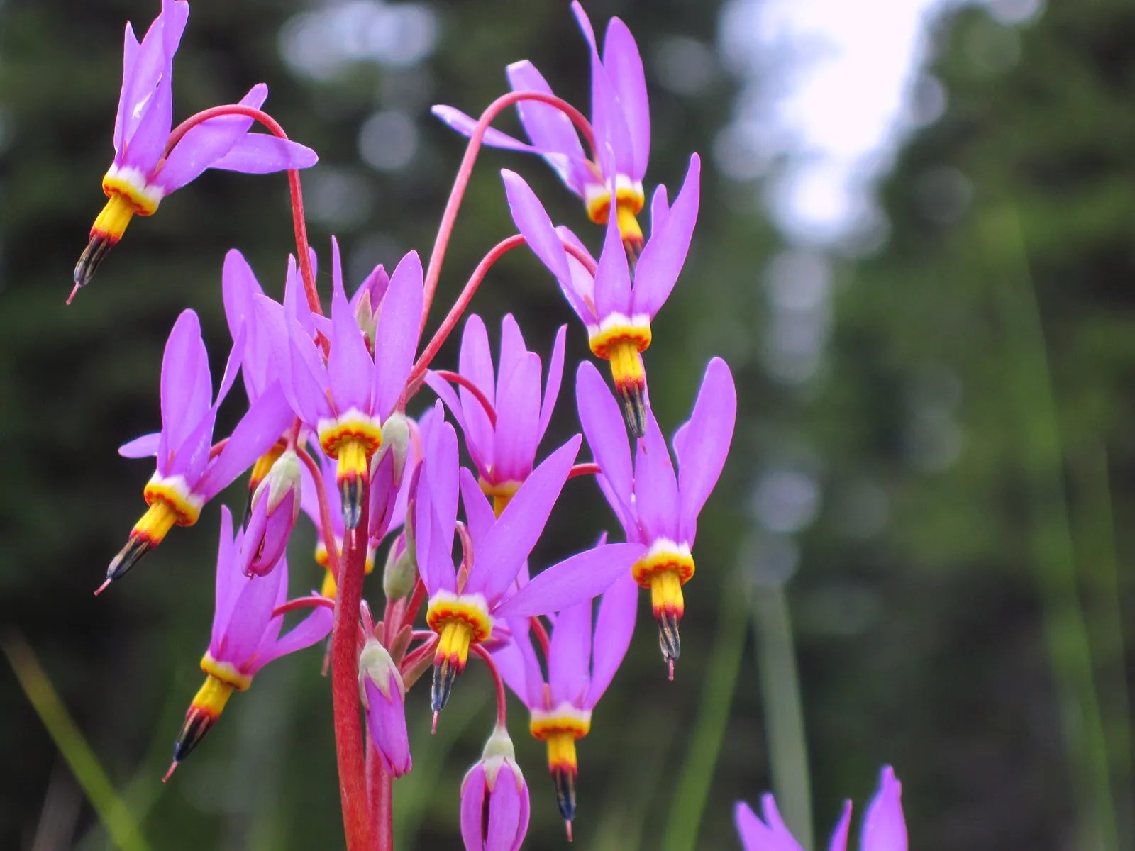 Shooting Star (Dodecatheon Meadia) — In late spring to early summer, it produces striking flower stalks, each adorned with multiple nodding blooms, image 67