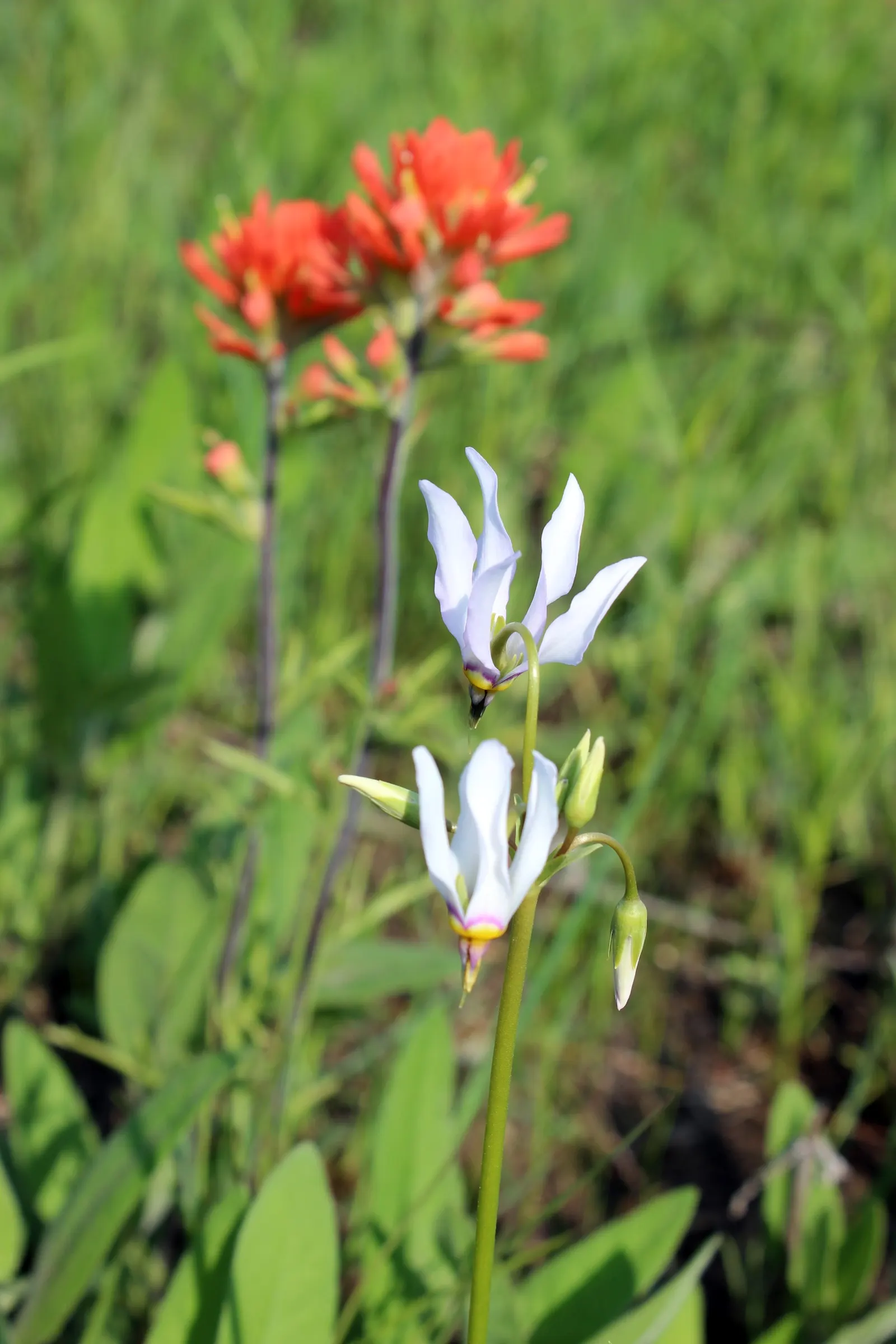 Shooting Star (Dodecatheon Meadia) — thus supporting local ecosystems