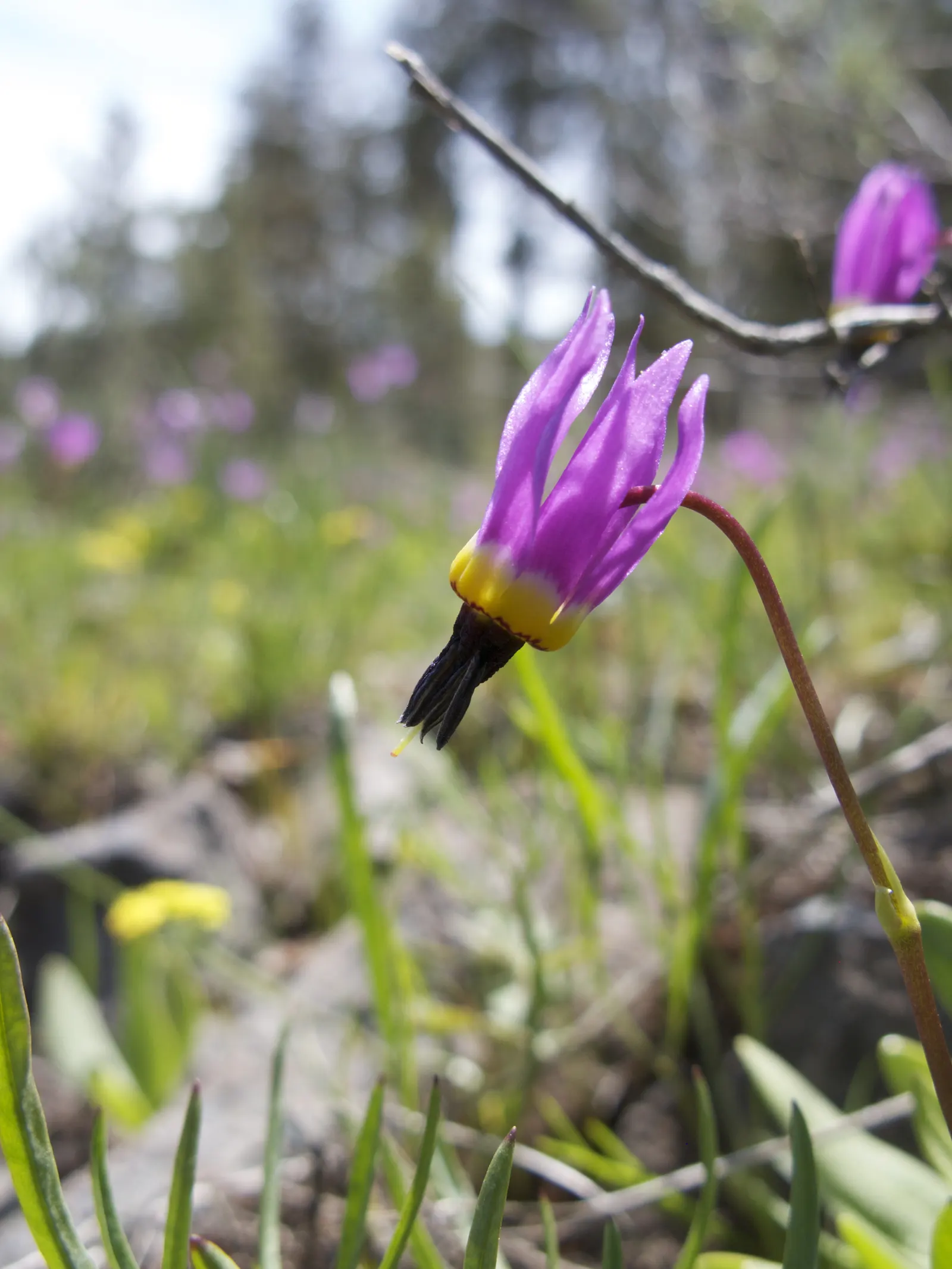 Shooting Star (Dodecatheon Meadia) — The colors range from white to pink to lavender; highlight that this plant is attractive to pollinators like bees and