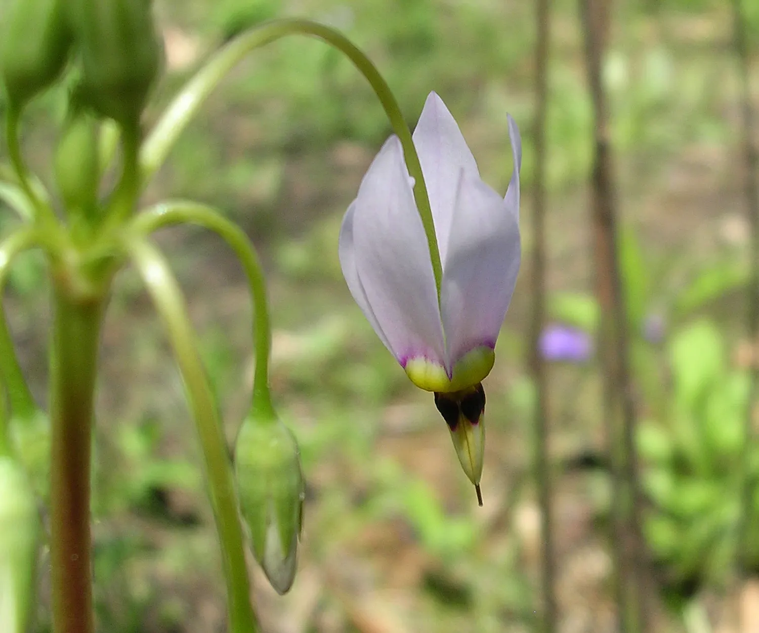 Shooting Star (Dodecatheon Meadia) — It typically flourishes in partial shade to full sun environments; it is also an excellent choice for seasonal, image 65