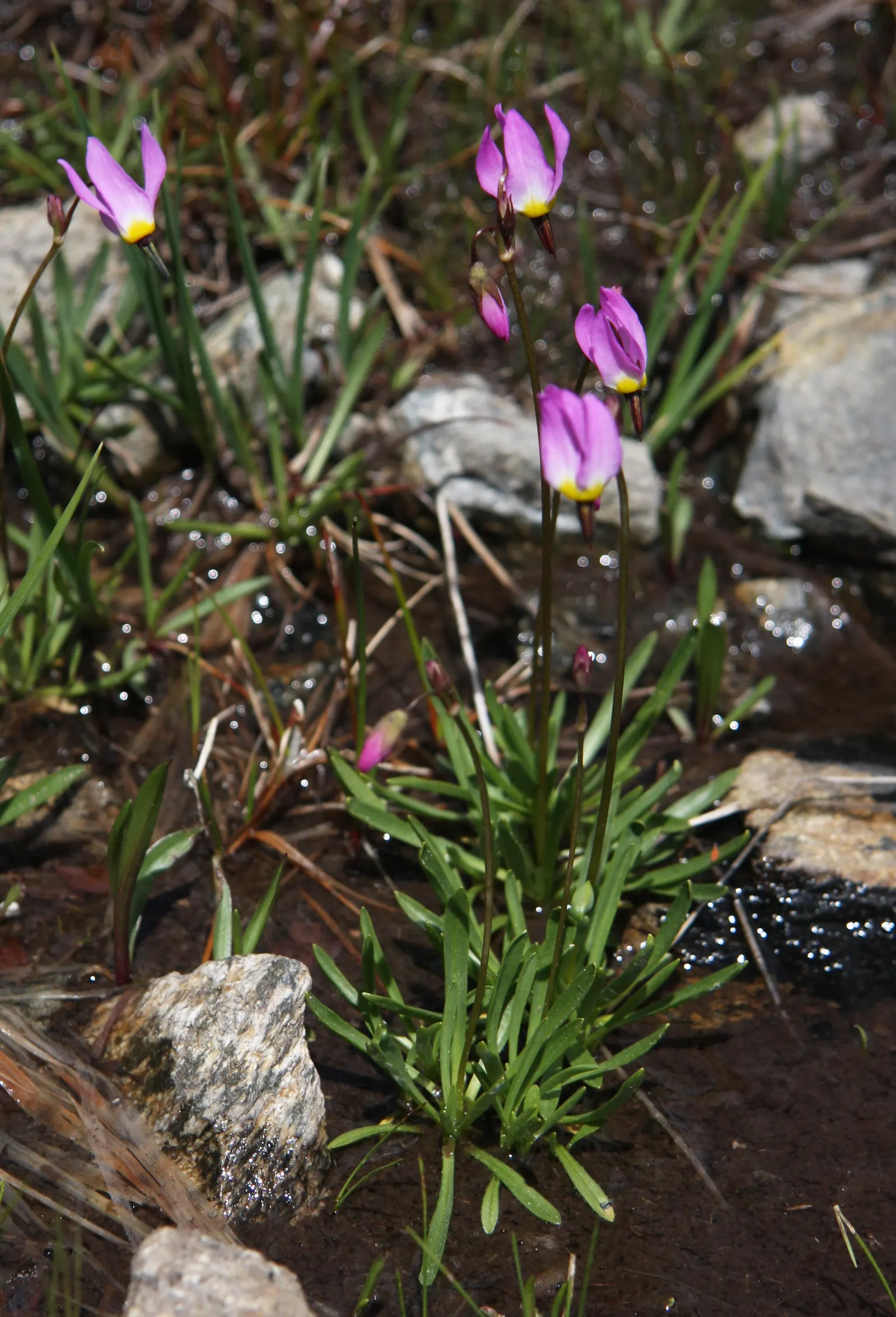 Shooting Star (Dodecatheon Meadia) — is a charming perennial featuring nodding; preferring partial shade and moist, well-drained soil, it thrives in USDA zones