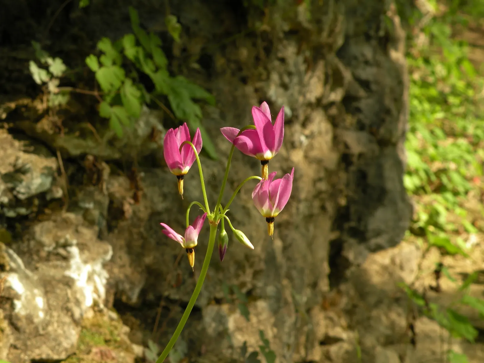 Shooting Star (Dodecatheon Meadia) — It functions beautifully as a woodland garden addition, in rock gardens, or naturalized areas