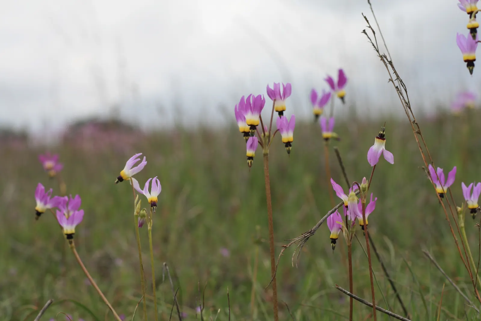 Shooting Star (Dodecatheon Meadia) — The foliage is basal and lance-shaped, forming a rosette at the ground level; annual / perennial for half, image 66