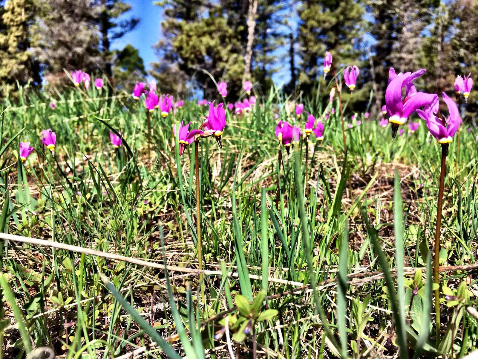 Shooting Star (Dodecatheon Meadia) — Ideal for woodland gardens, it's a pollinator magnet and goes dormant by midsummer, image 86