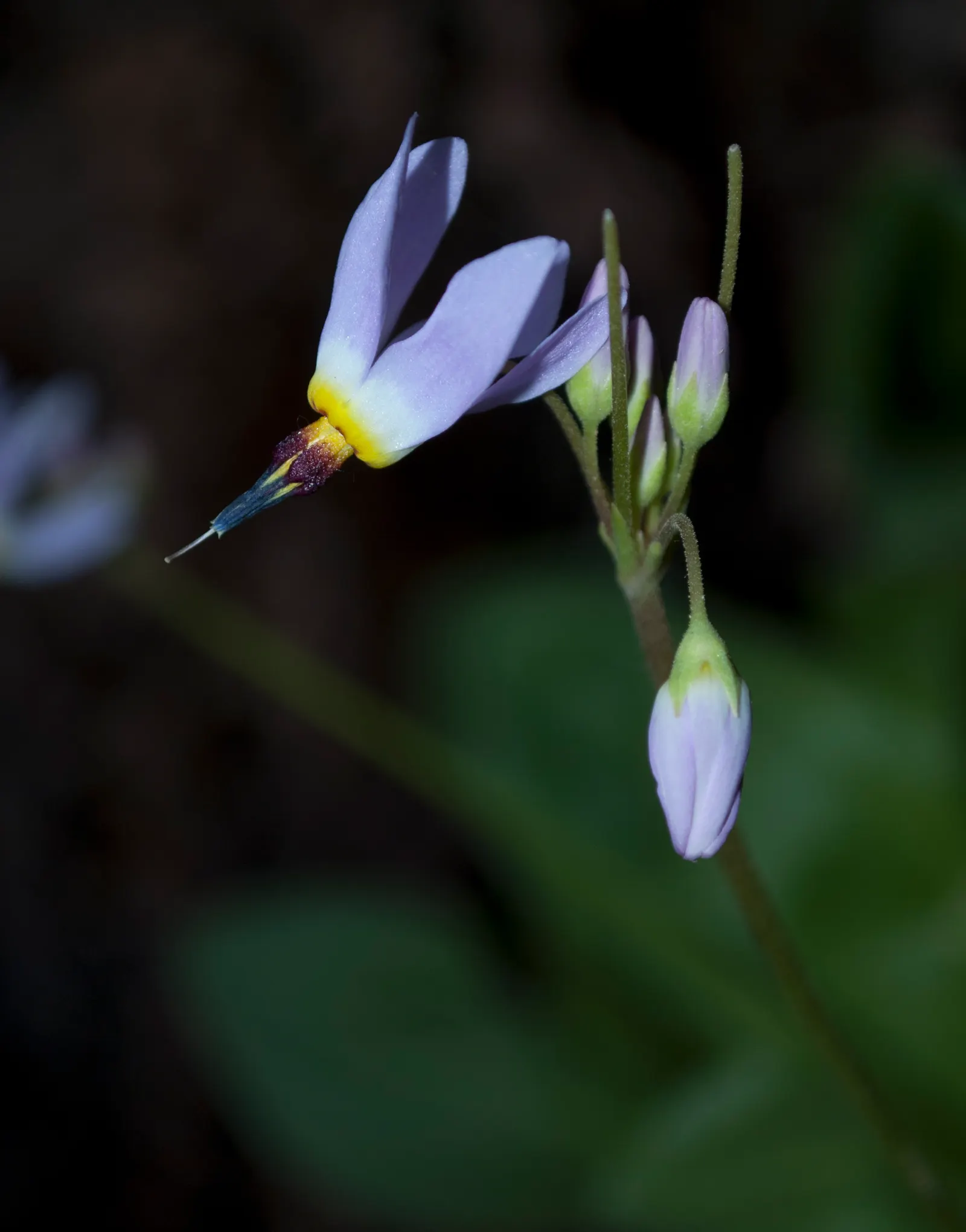 Shooting Star (Dodecatheon Meadia) — the Shooting Star offers versatility