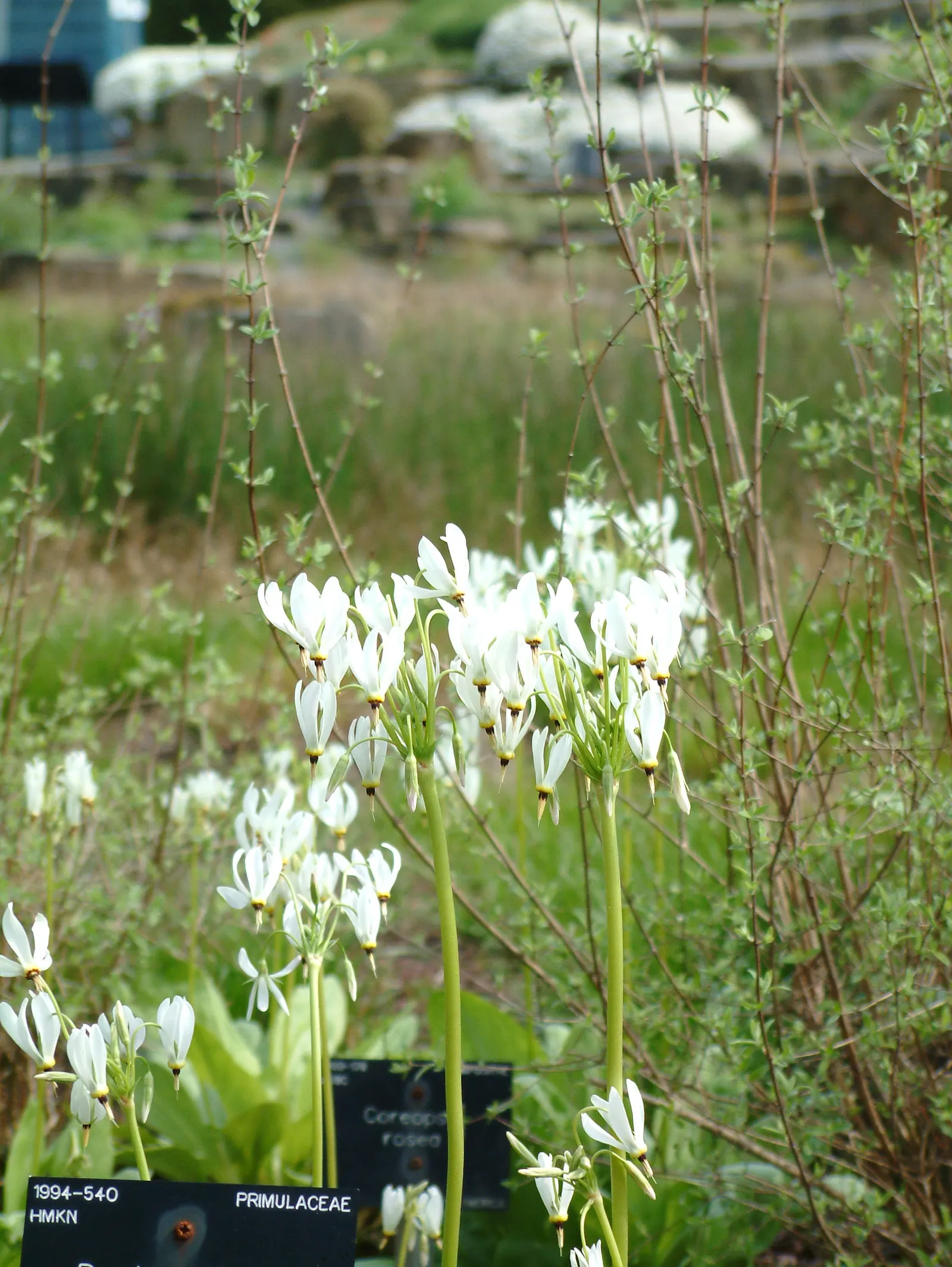 Shooting Star (Dodecatheon Meadia) — The blossoms are quite distinctive, with five reflexed petals that sweep backward, resembling a comet's tail, image 41