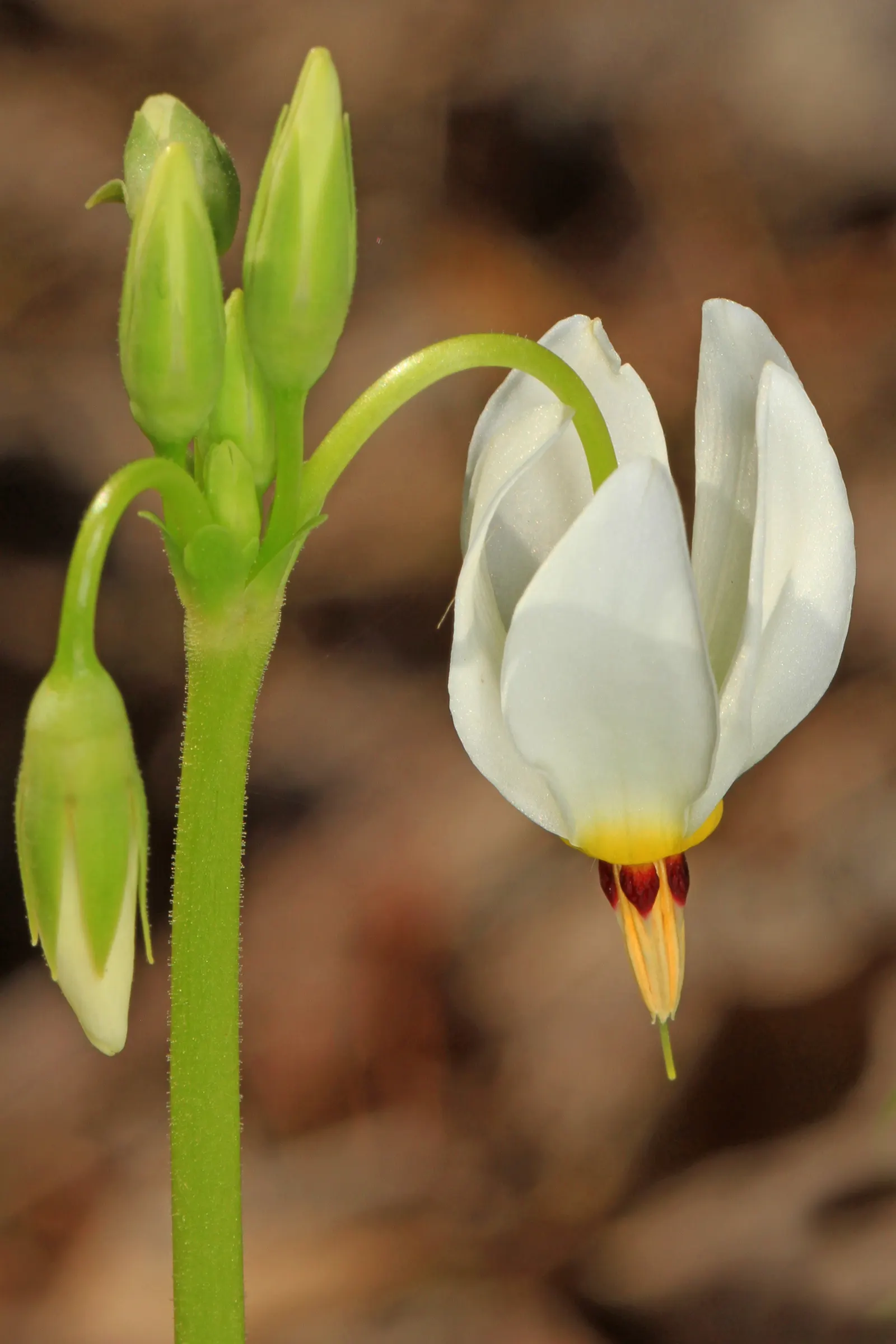 Shooting Star (Dodecatheon Meadia) — annual / perennial with pink blooms; further enhancing its allure.<br><br>For the landscape designer