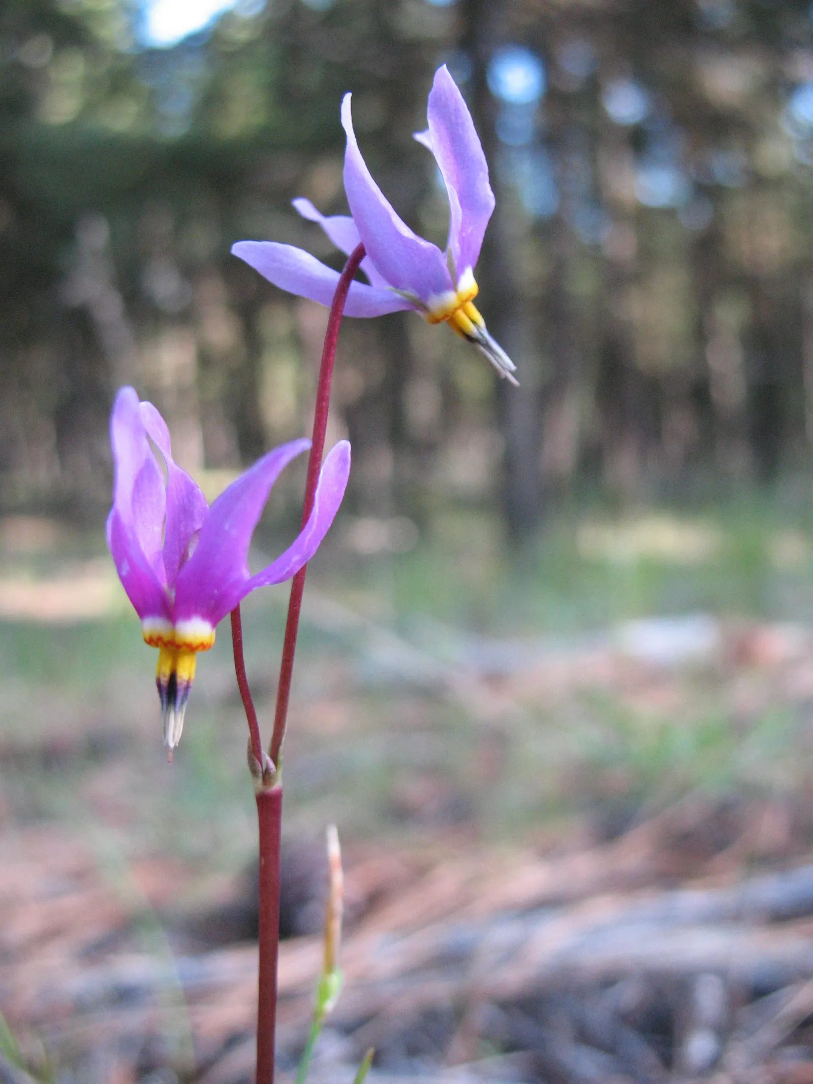 Shooting Star (Dodecatheon Meadia) — annual / perennial for half; making it a charming and eco-friendly choice for their garden