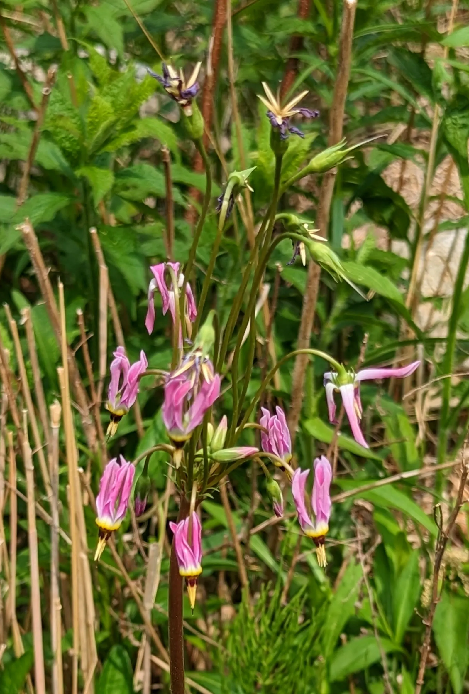 Shooting Star (Dodecatheon Meadia) — highlight that this plant is attractive to pollinators like bees and butterflies
