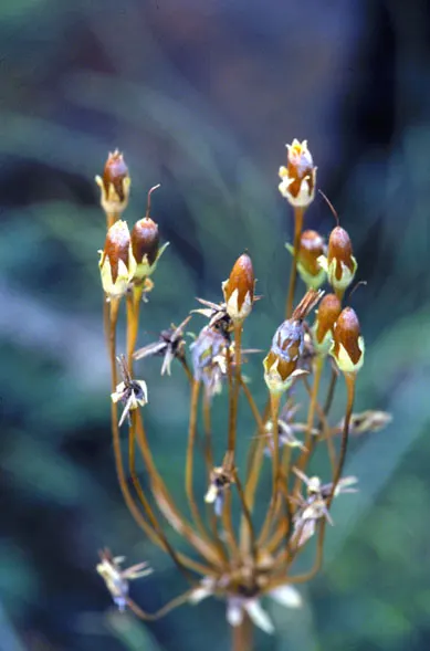Shooting Star (Dodecatheon Meadia) — It typically flourishes in partial shade to full sun environments; it is also an excellent choice for seasonal interest