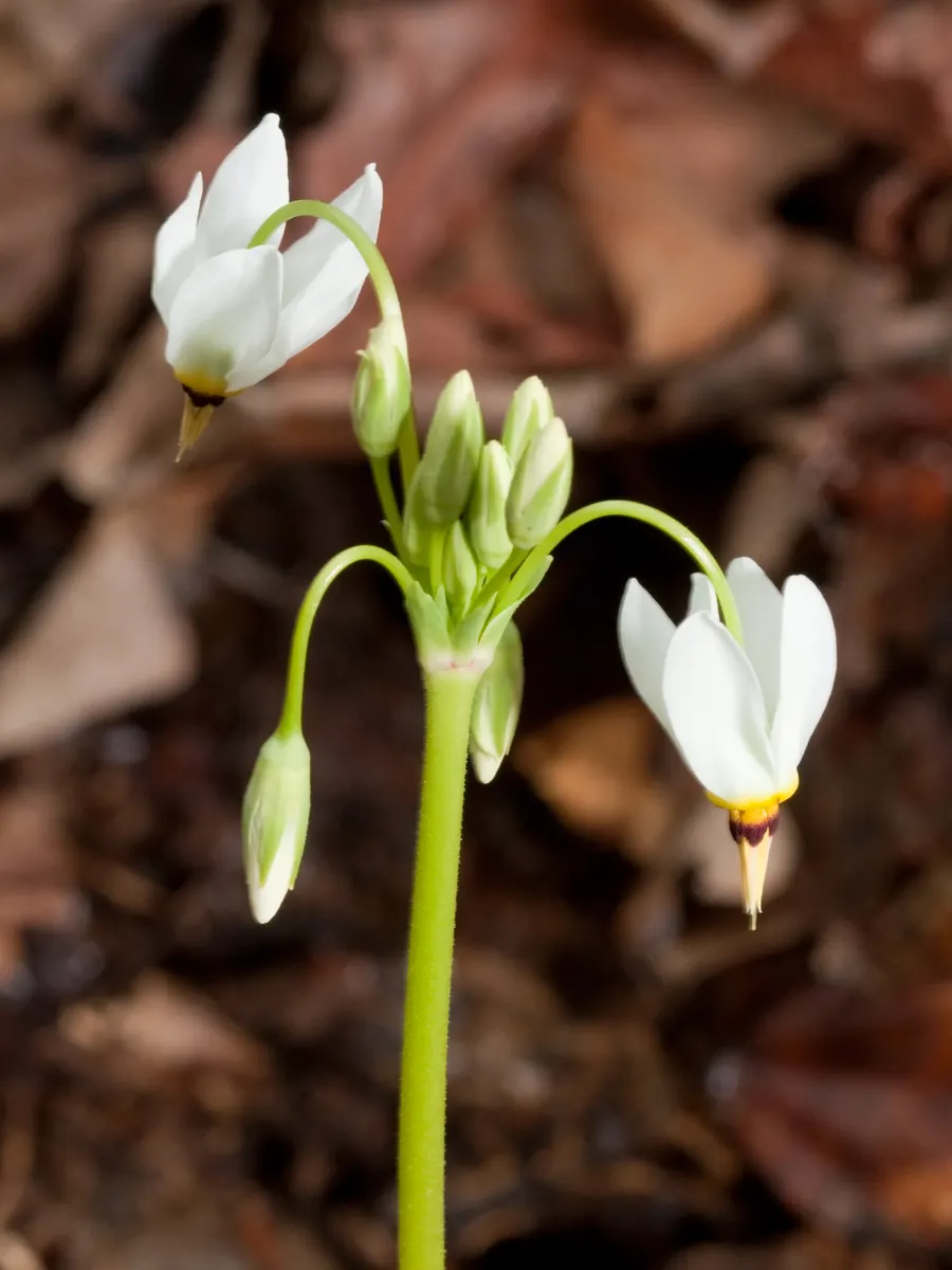 Shooting Star (Dodecatheon Meadia) — is a captivating perennial that adds a whimsical touch to any garden; it functions beautifully as a woodland garden