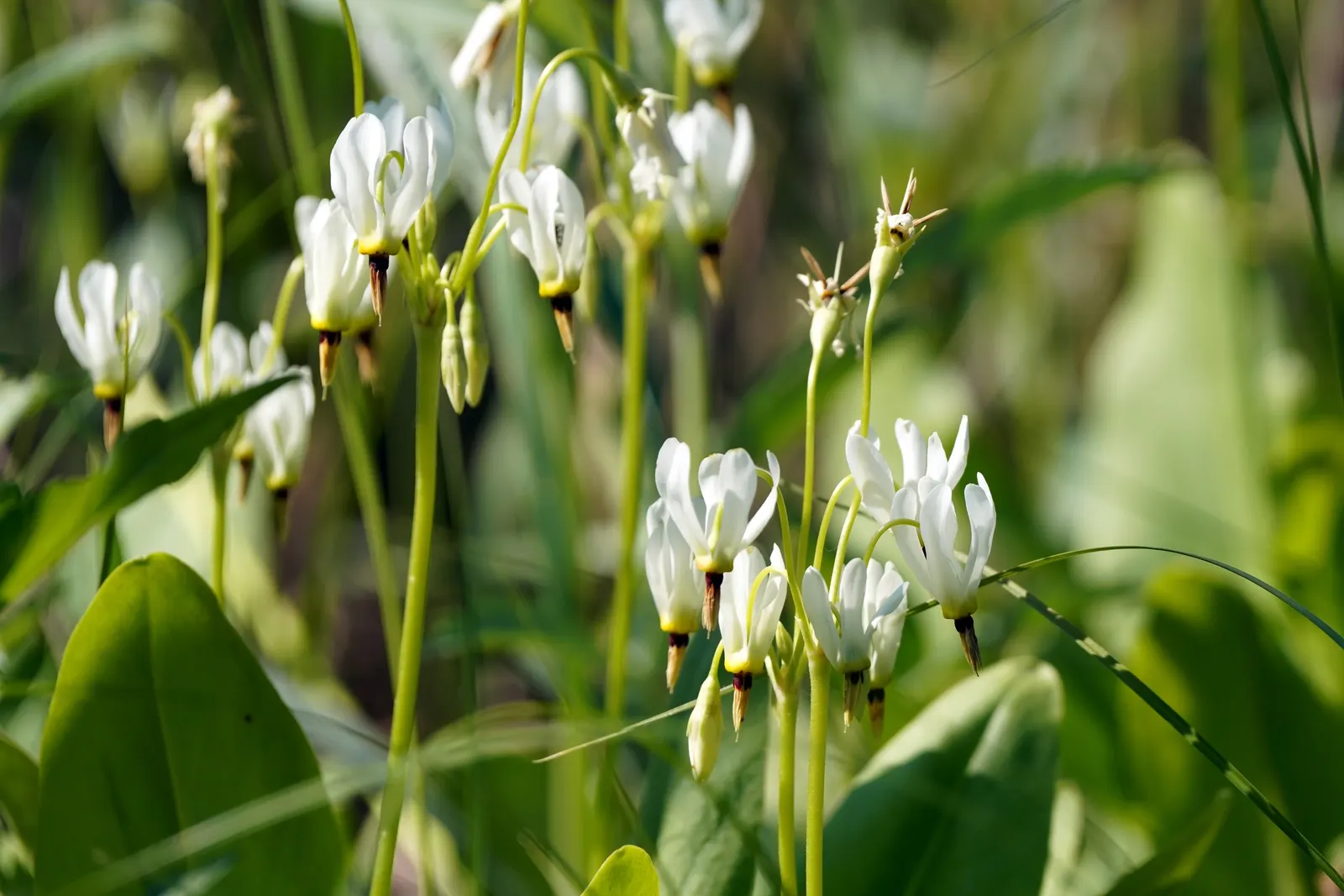 Shooting Star (Dodecatheon Meadia) — The foliage is basal and lance-shaped, forming a rosette at the ground level; annual / perennial for half