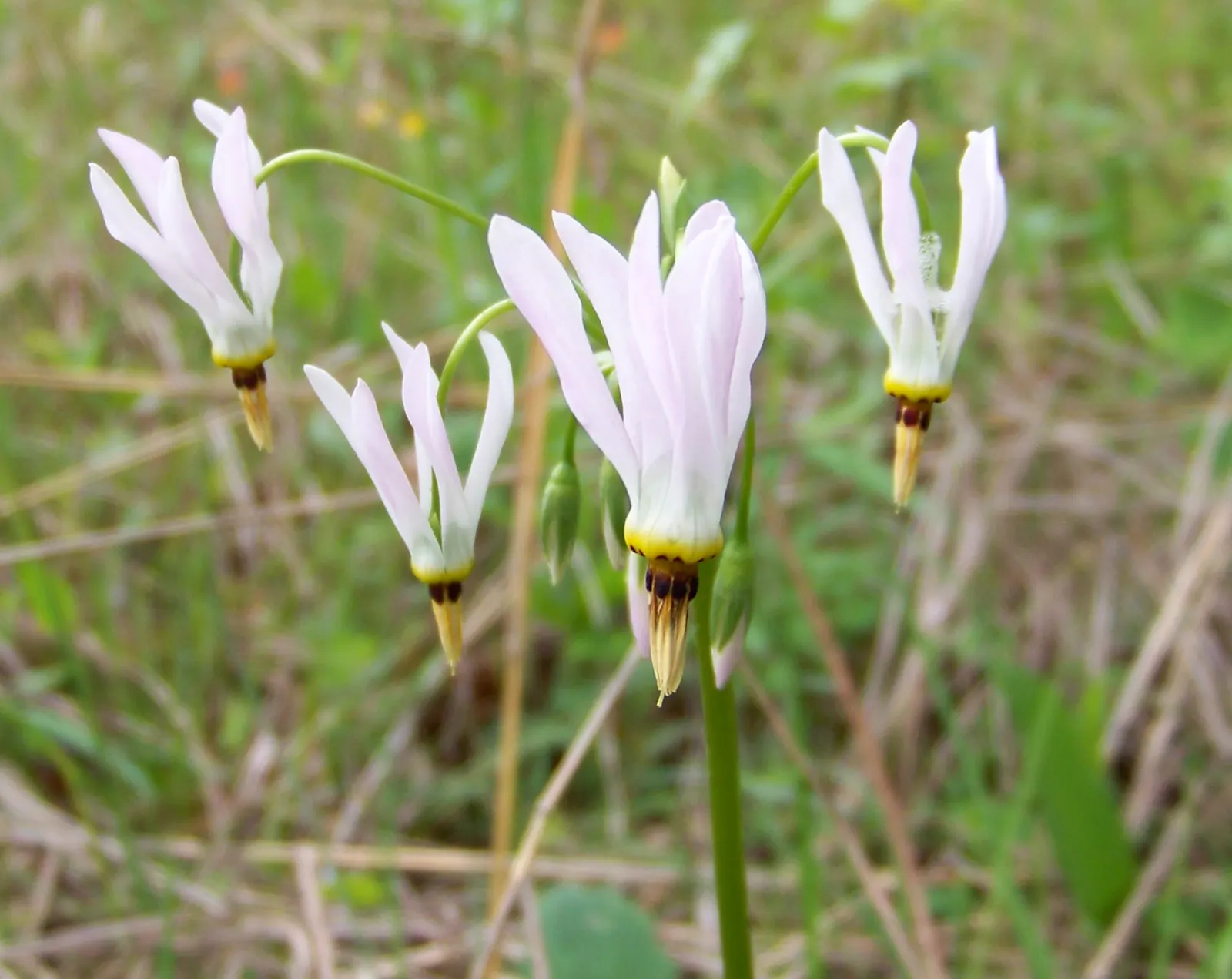 Shooting Star (Dodecatheon Meadia) — cyclamen-like flowers with reflexed petals in pink; it typically flourishes in partial shade to full sun, image 56