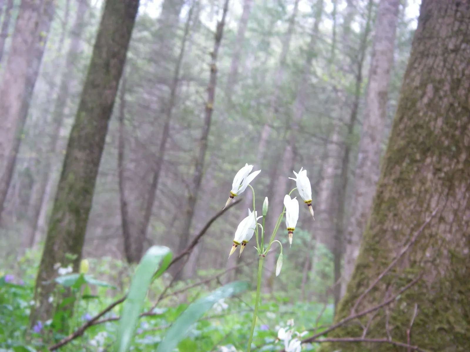Shooting Star (Dodecatheon Meadia) — further enhancing its allure.<br><br>For the landscape designer