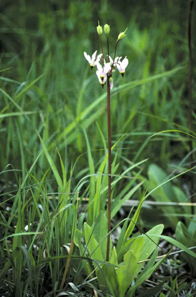 Shooting Star (Dodecatheon Meadia) — cyclamen-like flowers with reflexed petals in pink; it typically flourishes in partial shade to full sun environments