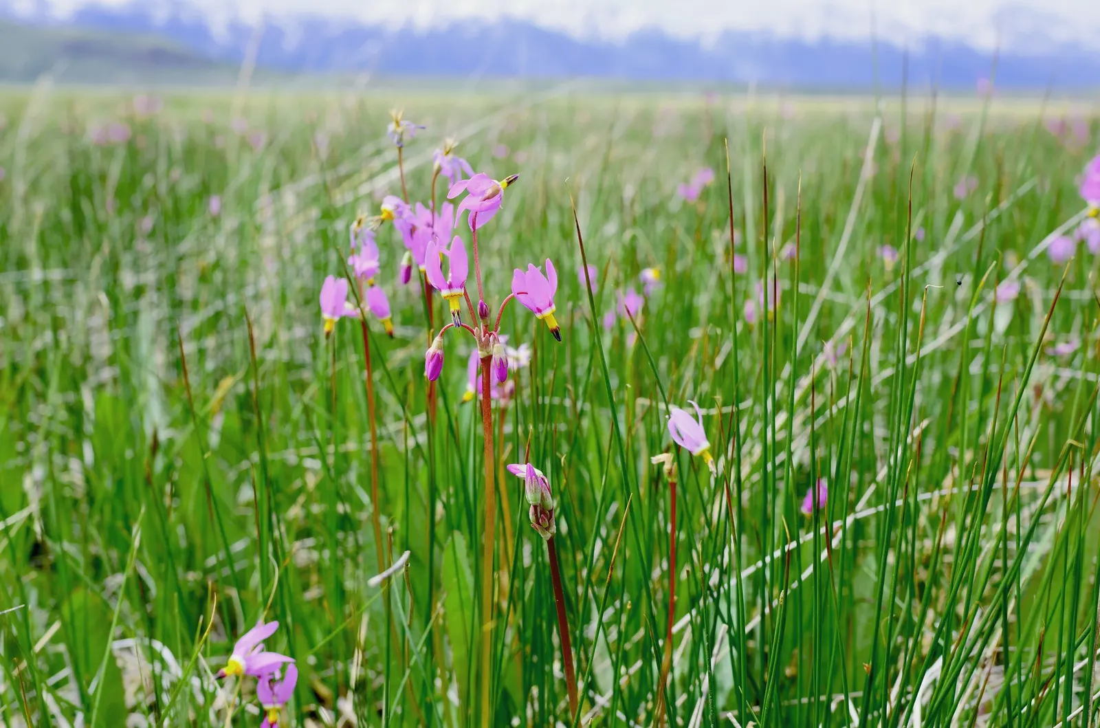 Shooting Star (Dodecatheon Meadia) — annual / perennial for half