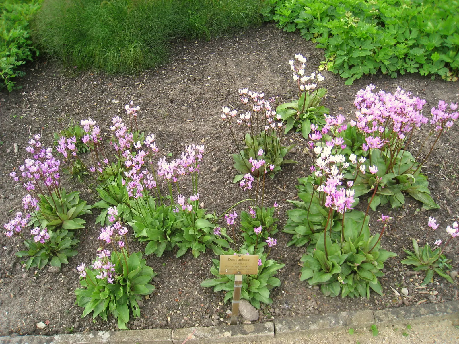 Shooting Star (Dodecatheon Meadia) — contrasting yellow or reddish ring and stamens at the base; is a charming perennial featuring nodding, image 70