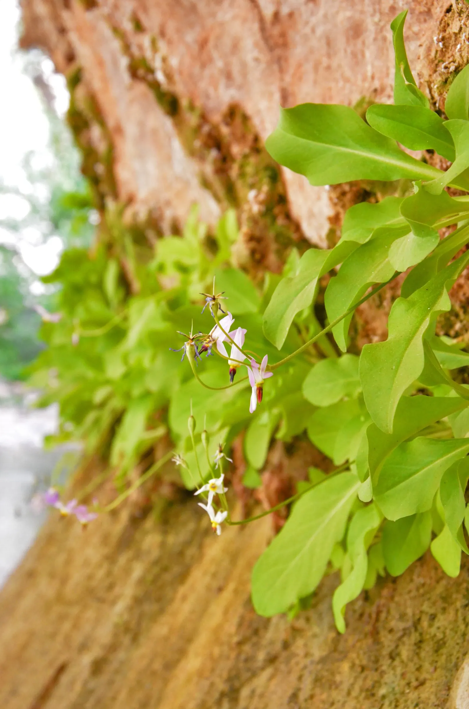 Shooting Star (Dodecatheon Meadia) — which attests to its adaptability in various climates; in late spring to early summer, it produces striking flower stalks