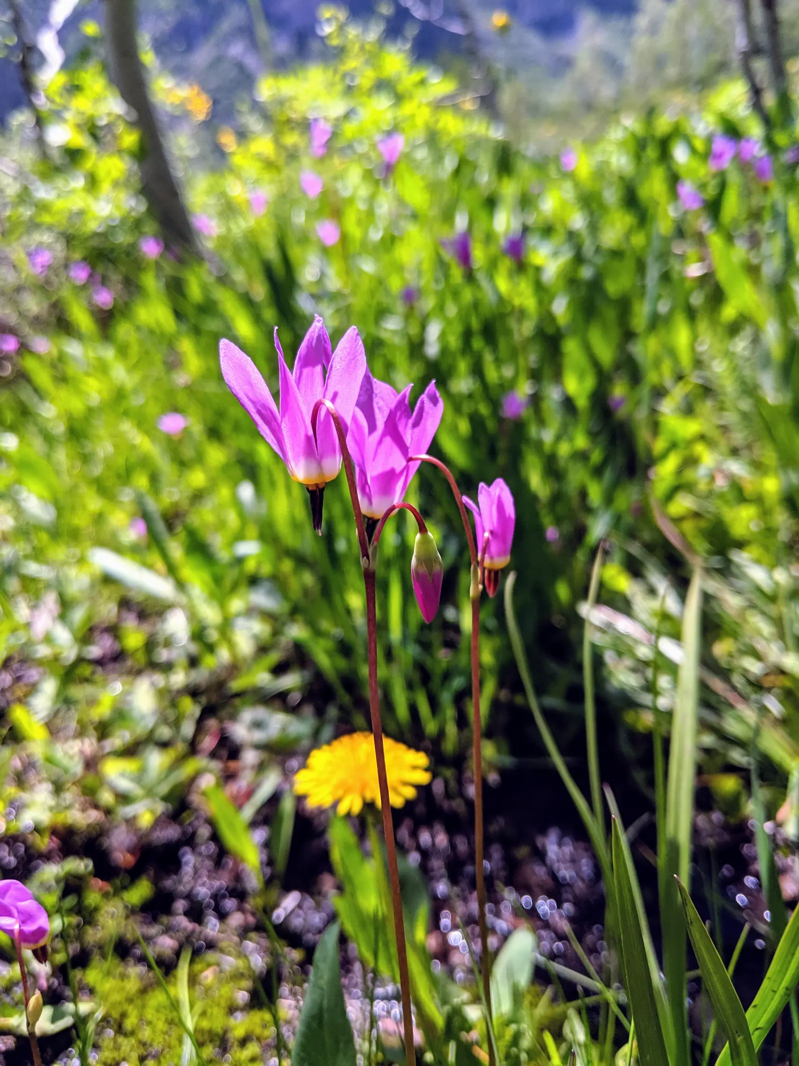 Shooting Star (Dodecatheon Meadia) — the Shooting Star offers versatility; the colors range from white to pink to lavender