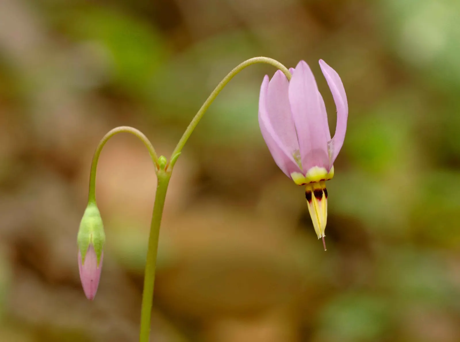 Shooting Star (Dodecatheon Meadia) — It functions beautifully as a woodland garden addition, in rock gardens, or naturalized areas; thus supporting local