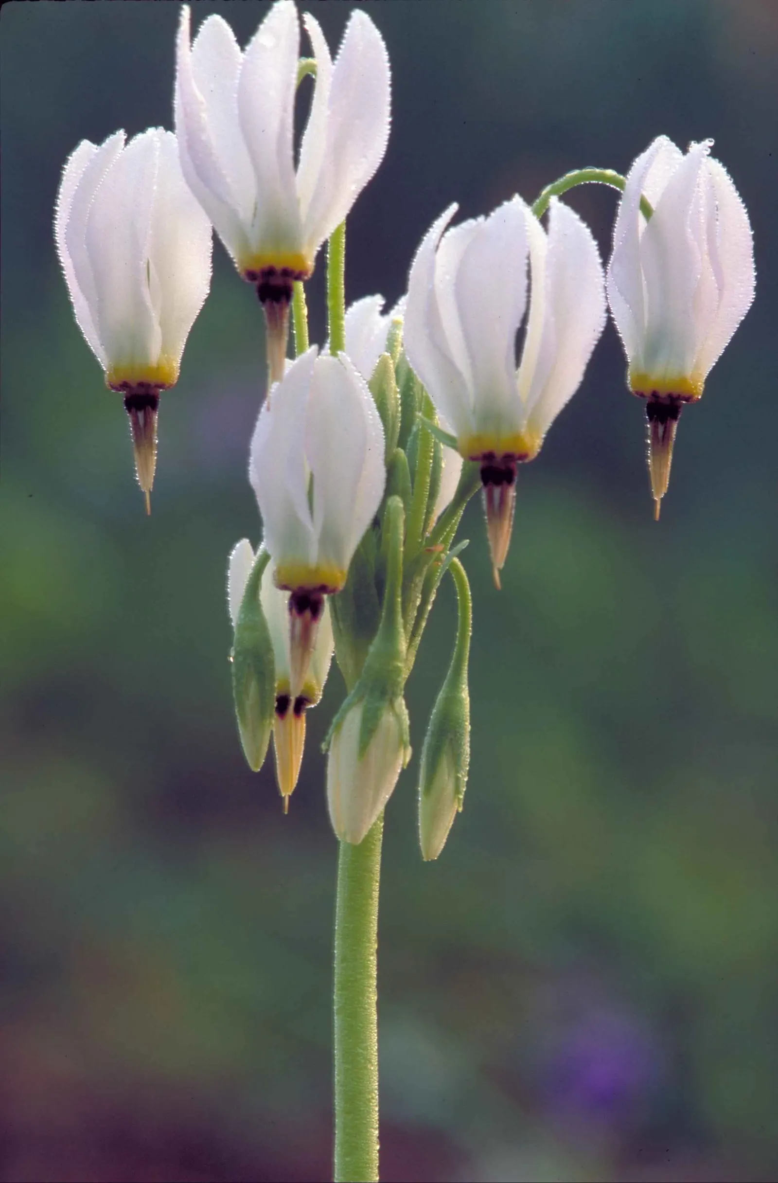 Shooting Star (Dodecatheon Meadia) — Blooming in April-May, it reaches 8-20 inches in height, with a 6-12 inch spread; the Shooting Star offers, image 57