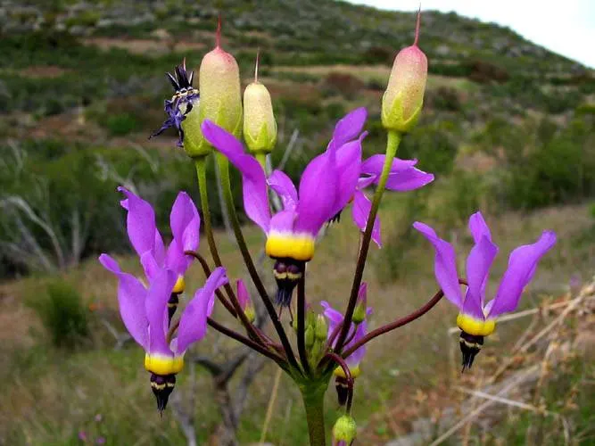Shooting Star (Dodecatheon Meadia) — Ideal for woodland gardens, it's a pollinator magnet and goes dormant by midsummer, image 32