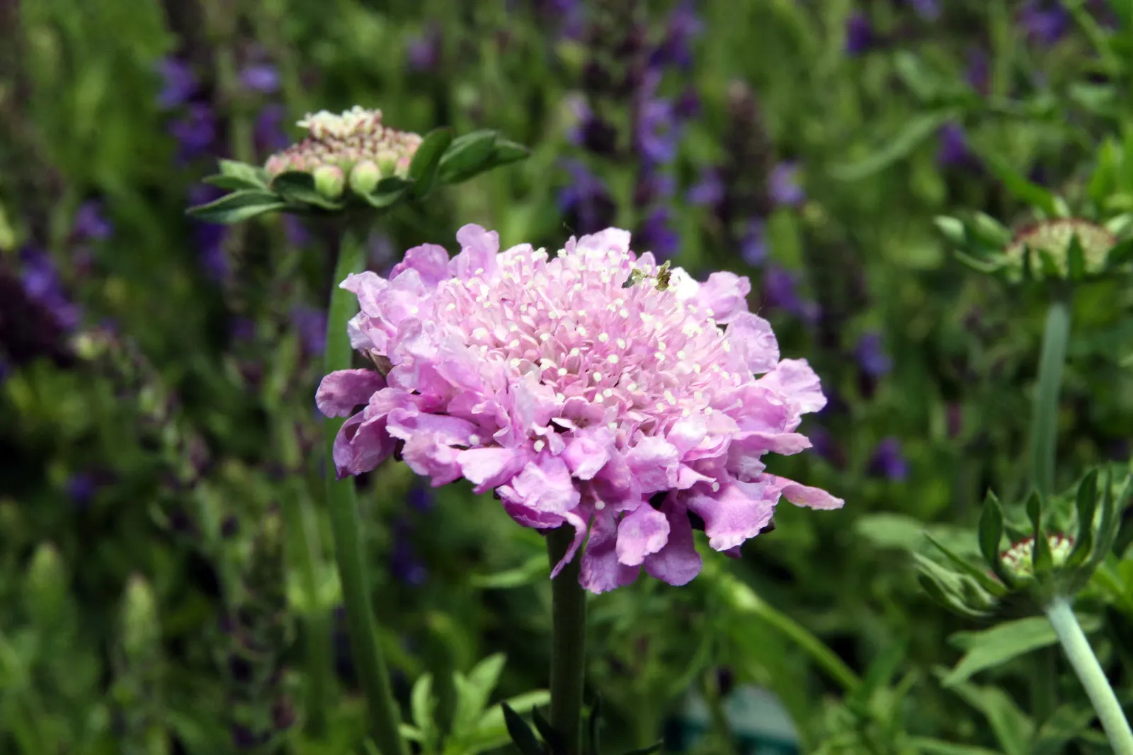 Pink Mist Pincushion Flower (Scabiosa 'Pink Mist') — Pink Mist Pincushion Flowers should be planted in well-drained soil with a neutral to slightly alkaline pH
