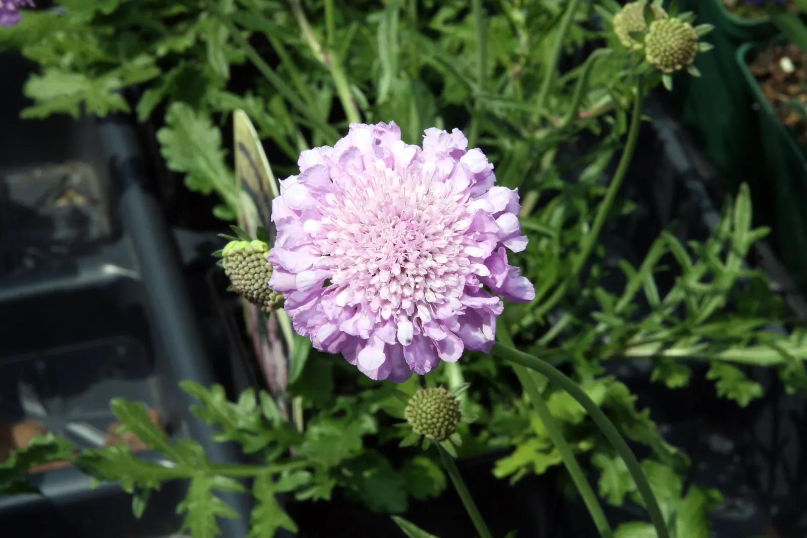 Pink Mist Pincushion Flower (Scabiosa 'Pink Mist') — making it ideal for borders and containers