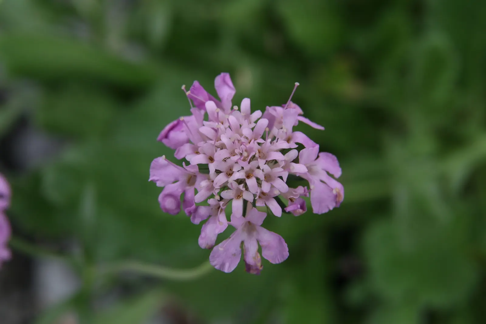 Pink Mist Pincushion Flower (Scabiosa 'Pink Mist') — where it will still produce its hallmark pincushion-like blooms