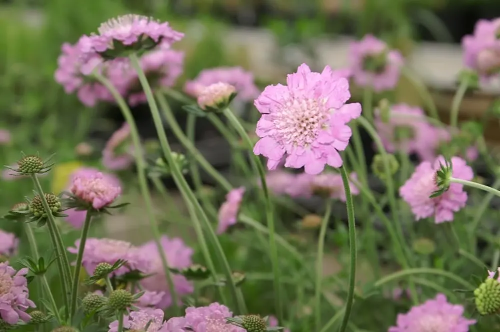 Pink Mist Pincushion Flower (Scabiosa 'Pink Mist') — Each bloom rests atop slender stems