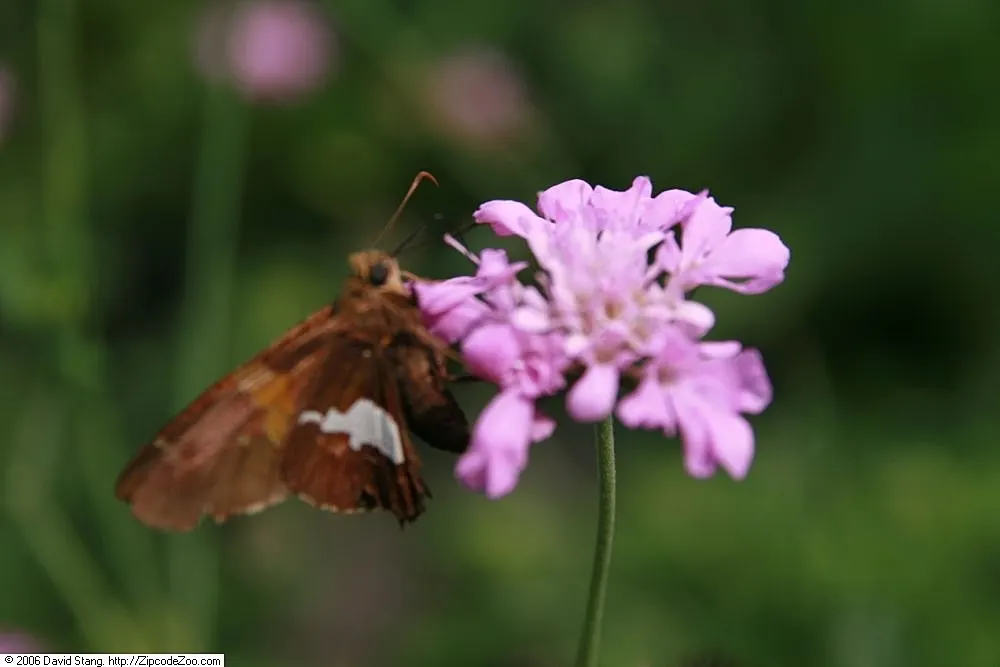 Pink Mist Pincushion Flower (Scabiosa 'Pink Mist') — showcase a soft pink hue with a hint of lavender