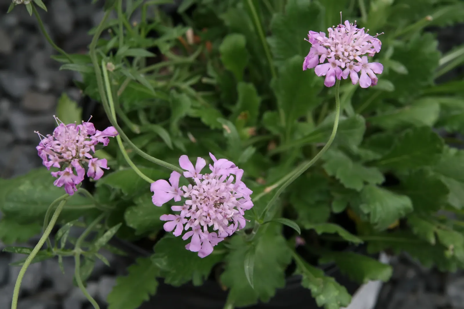Pink Mist Pincushion Flower (Scabiosa 'Pink Mist') — surrounded by a rosette of lacy