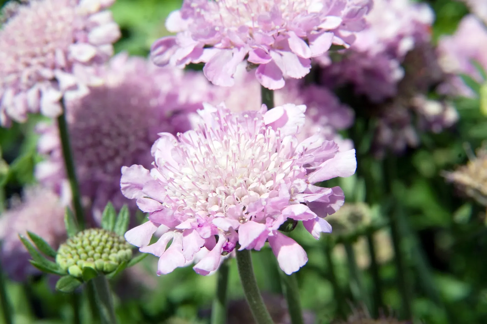 Pink Mist Pincushion Flower (Scabiosa 'Pink Mist') — making it an ideal choice for borders