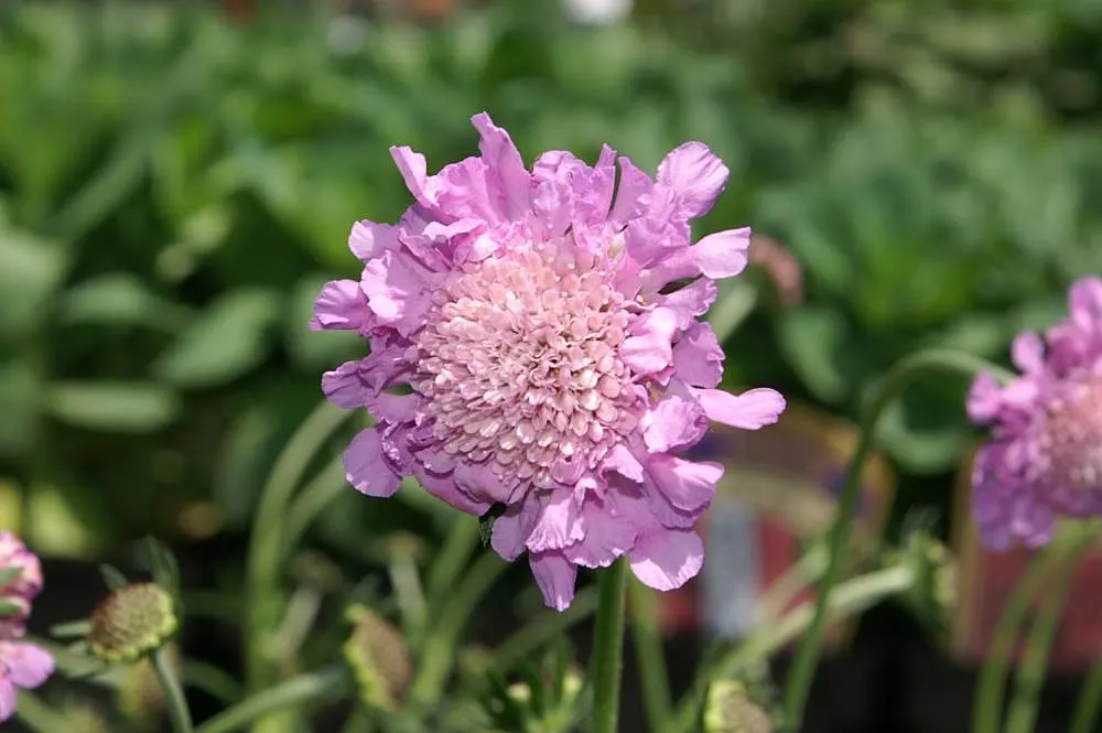 Pink Mist Pincushion Flower (Scabiosa 'Pink Mist') — blue-green foliage.<br><br>For optimal growth