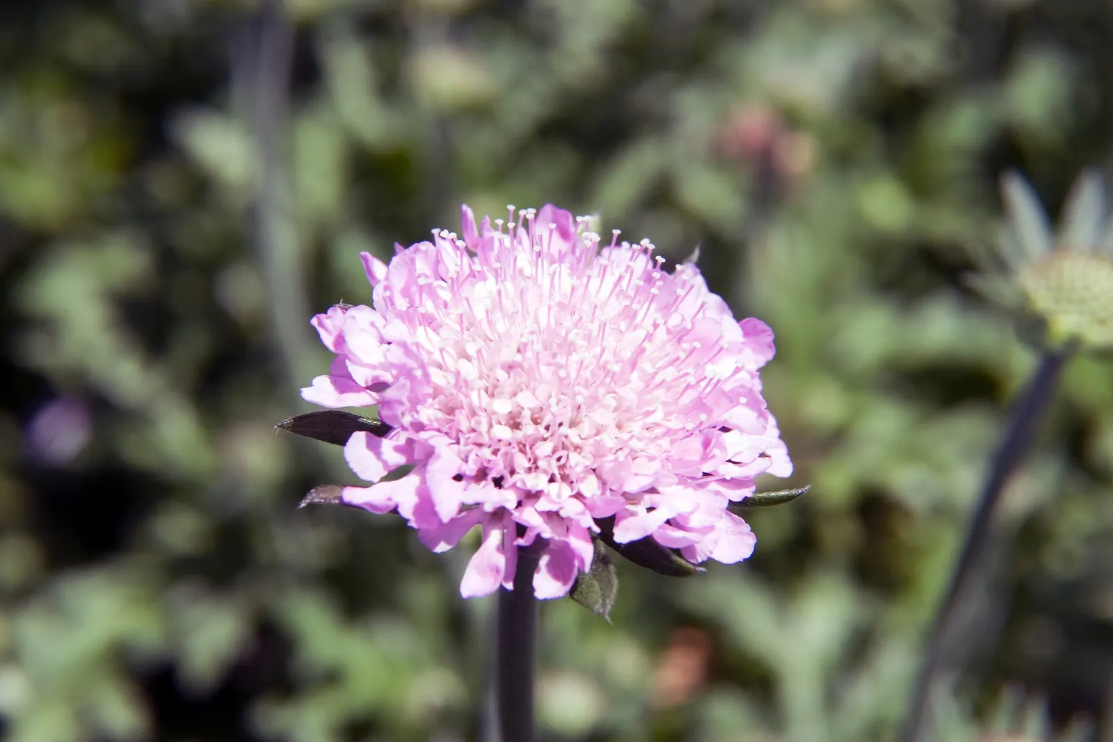 Pink Mist Pincushion Flower (Scabiosa 'Pink Mist') — Hardy in USDA zones 3-9, it's a low-maintenance, drought-tolerant addition