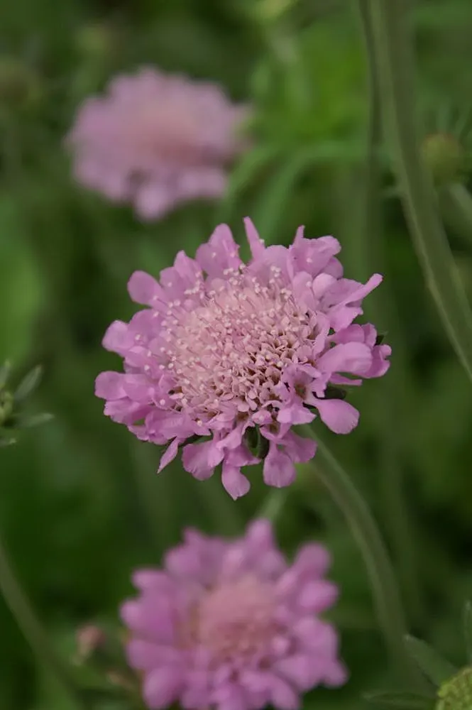 Pink Mist Pincushion Flower (Scabiosa 'Pink Mist') — This pincushion flower typically reaches 12-18 inches in height and spreads up to 12 inches