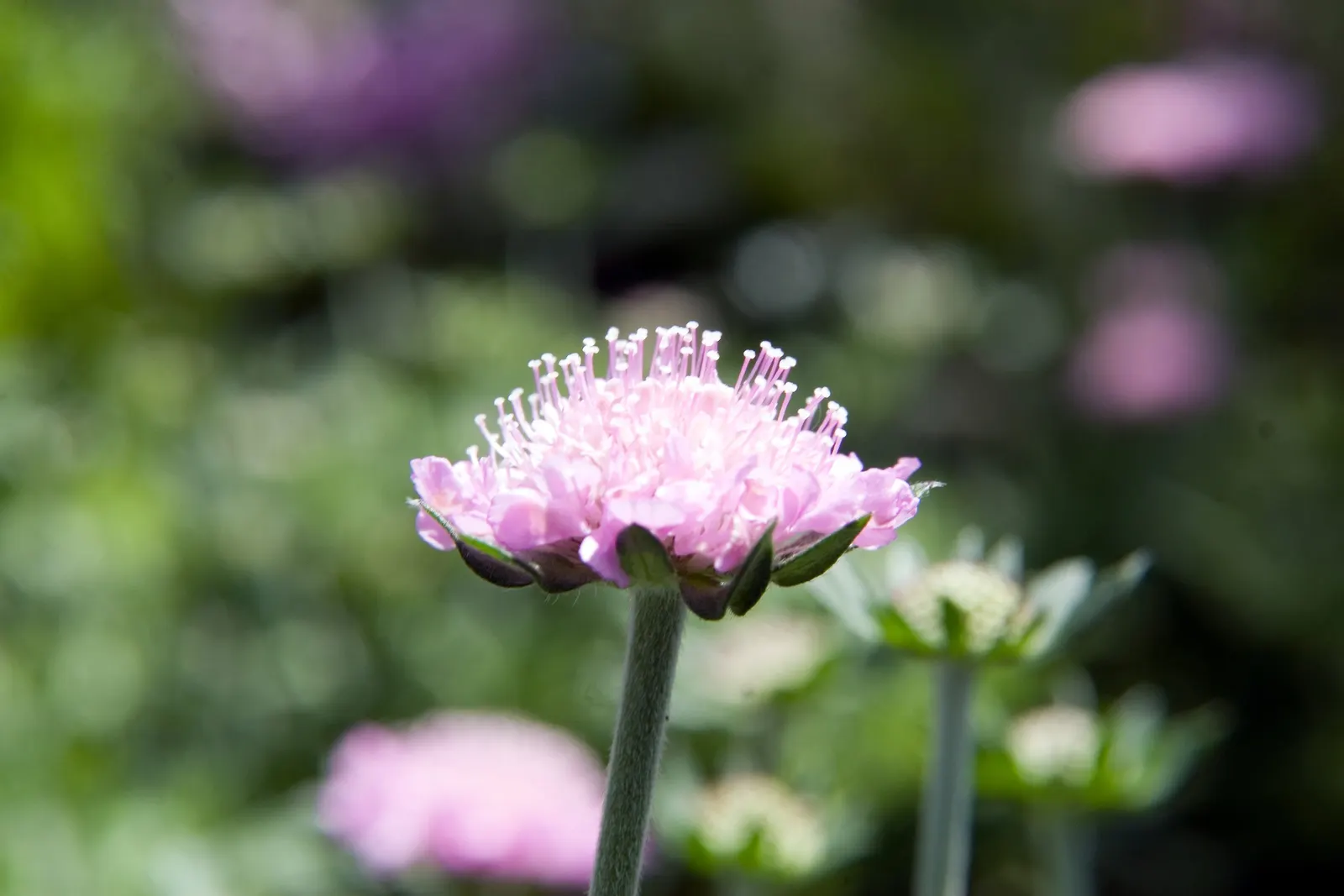 Pink Mist Pincushion Flower (Scabiosa 'Pink Mist') — the Pink Mist enjoys full sun but can tolerate partial shade