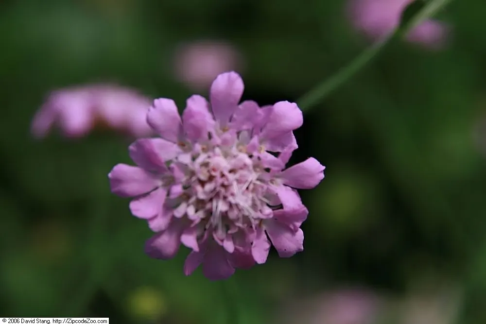 Pink Mist Pincushion Flower (Scabiosa 'Pink Mist') — They require regular watering but are somewhat drought tolerant once established