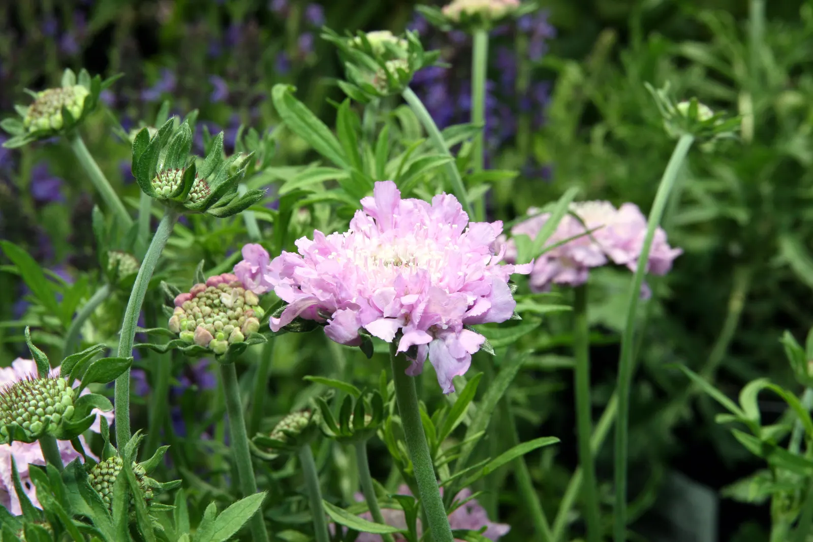 Pink Mist Pincushion Flower (Scabiosa 'Pink Mist') — appearing from late spring until the first frost